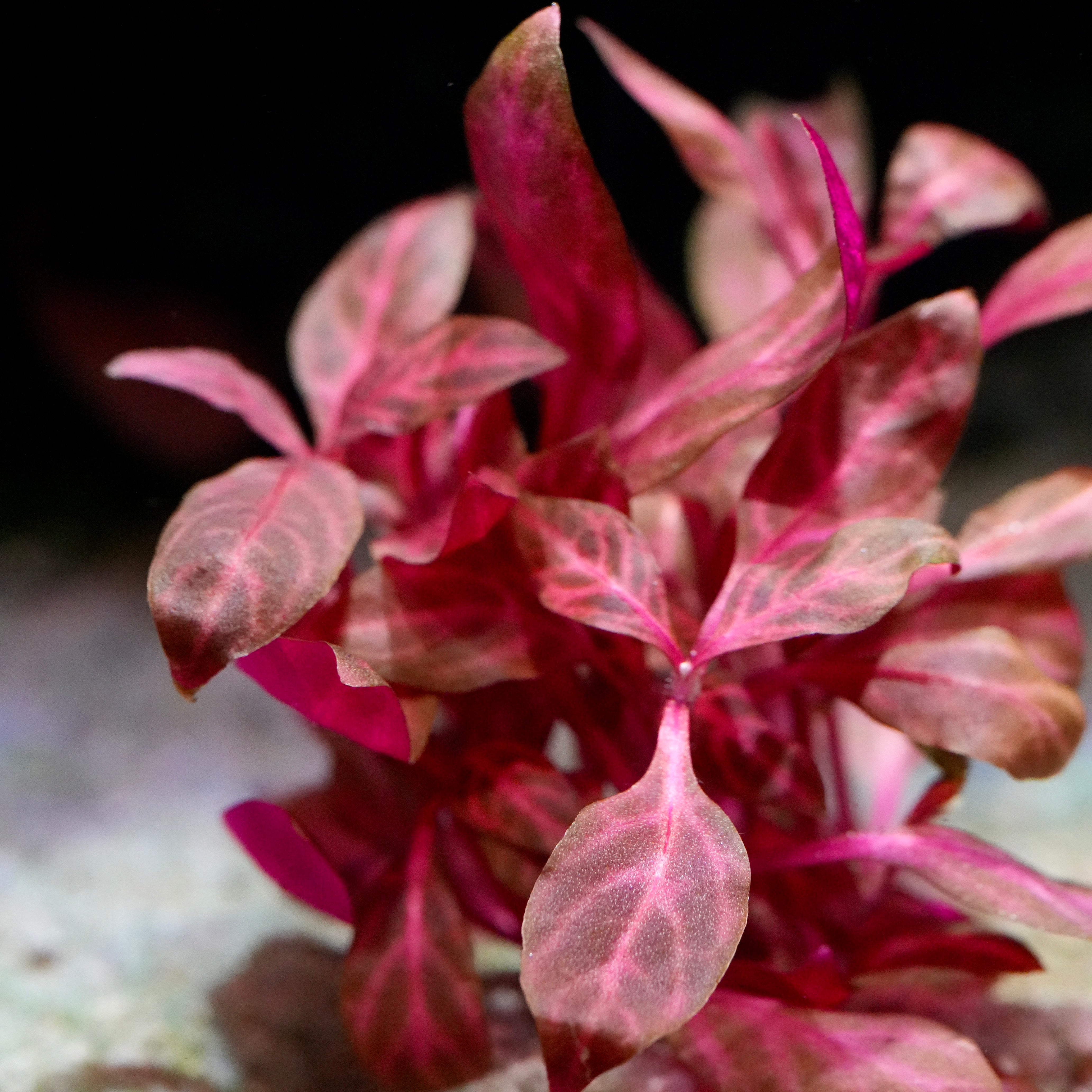 Bush of alternanthera reineckii rosanervig aquatic plant
