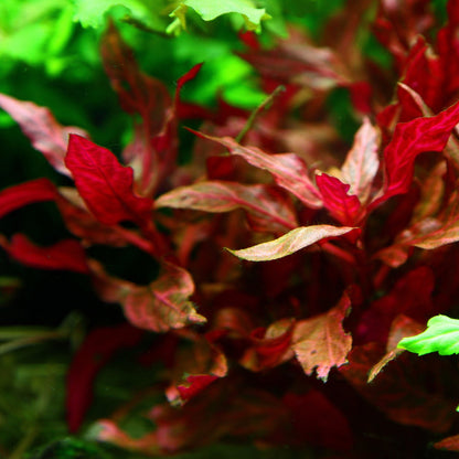 alternanthera reineckii rosanervig aquatic plant in aquarium