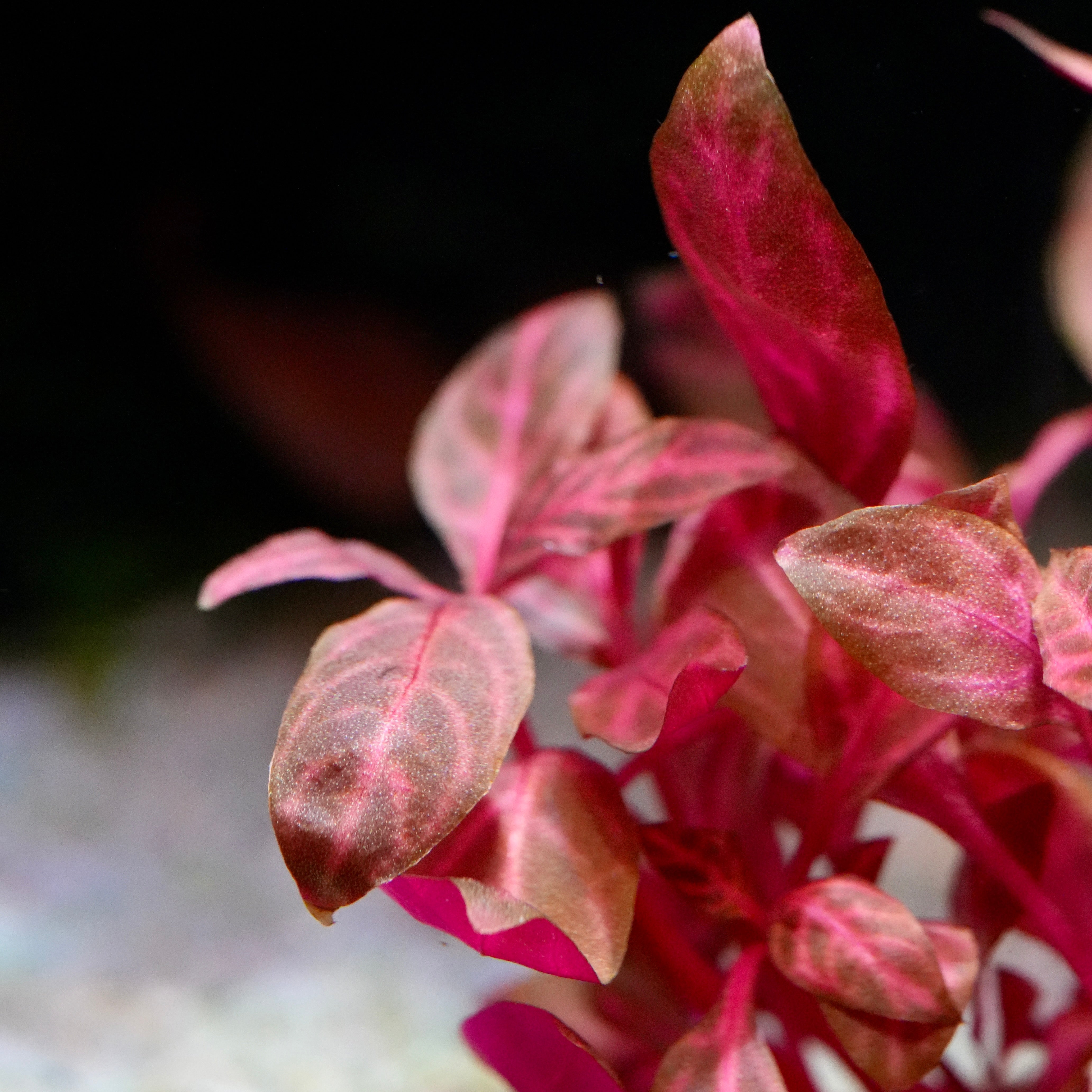 Macro shot of alternanthera reineckii rosanervig aquatic plant leaf