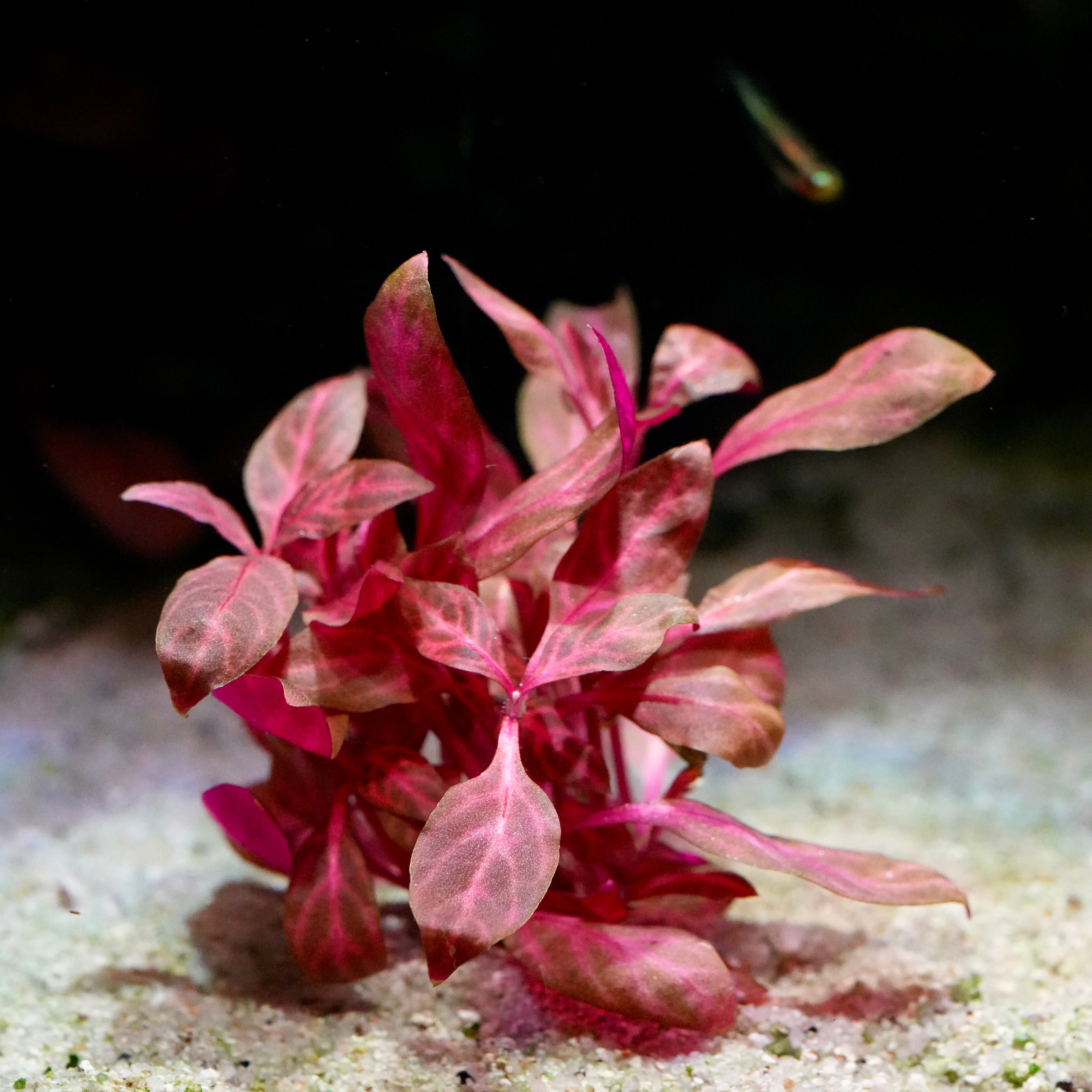 Pink and red leafed alternanthera reineckii rosanervig aquatic plant on a sandy substrate with a dark background