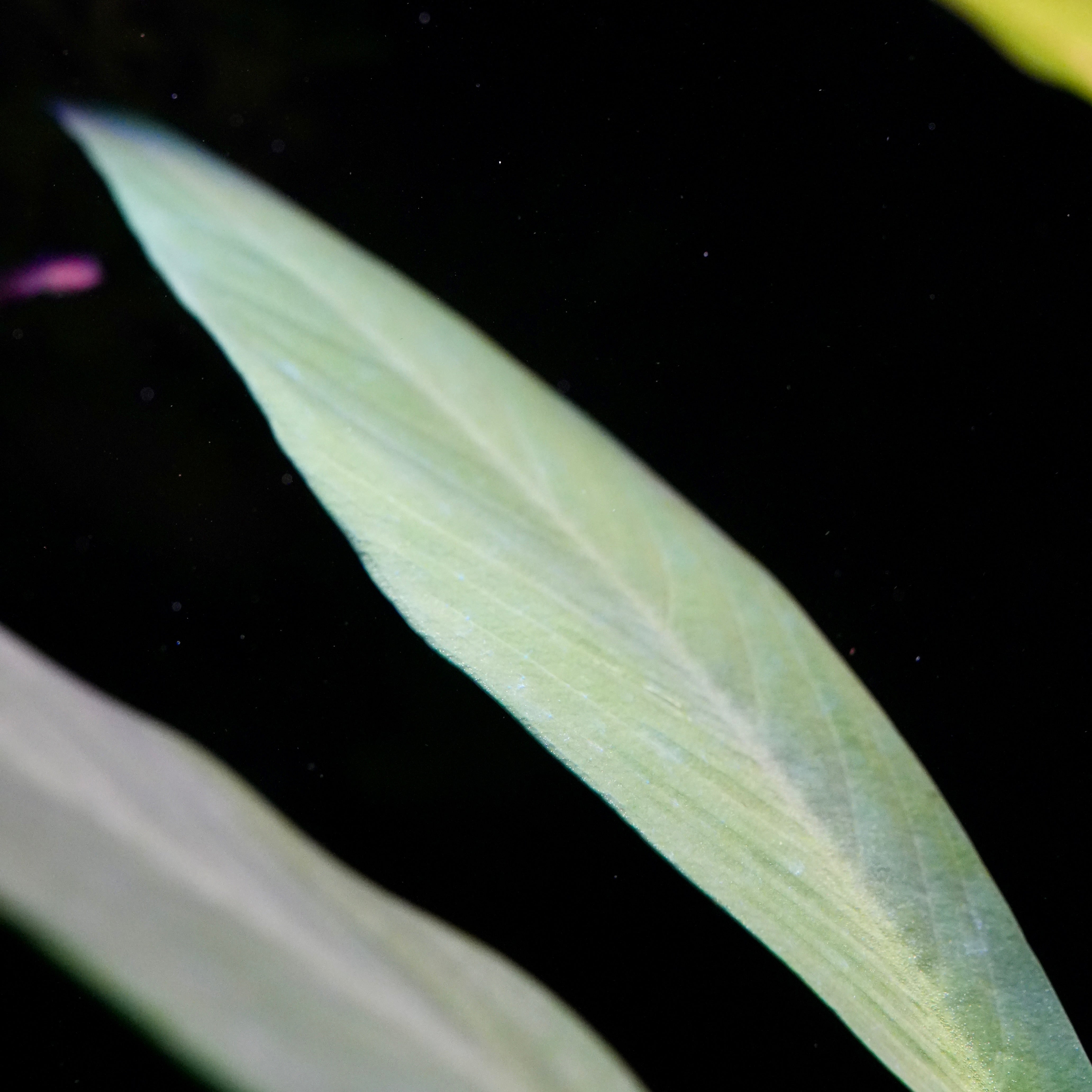 Close-up narrow anubias afzelii large aquarium plant leaf