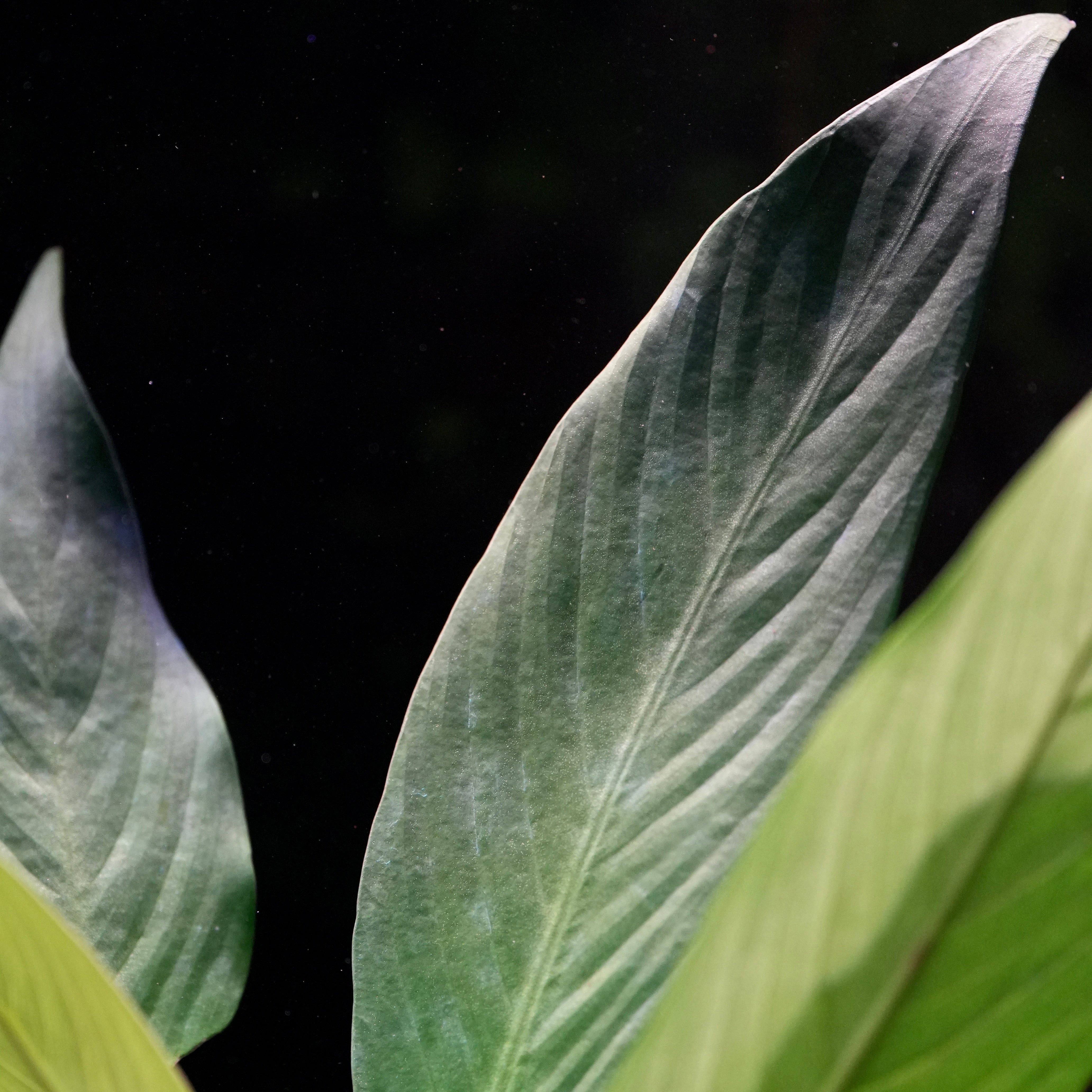 Macro of long anubias afzelii large aquarium plant leaf