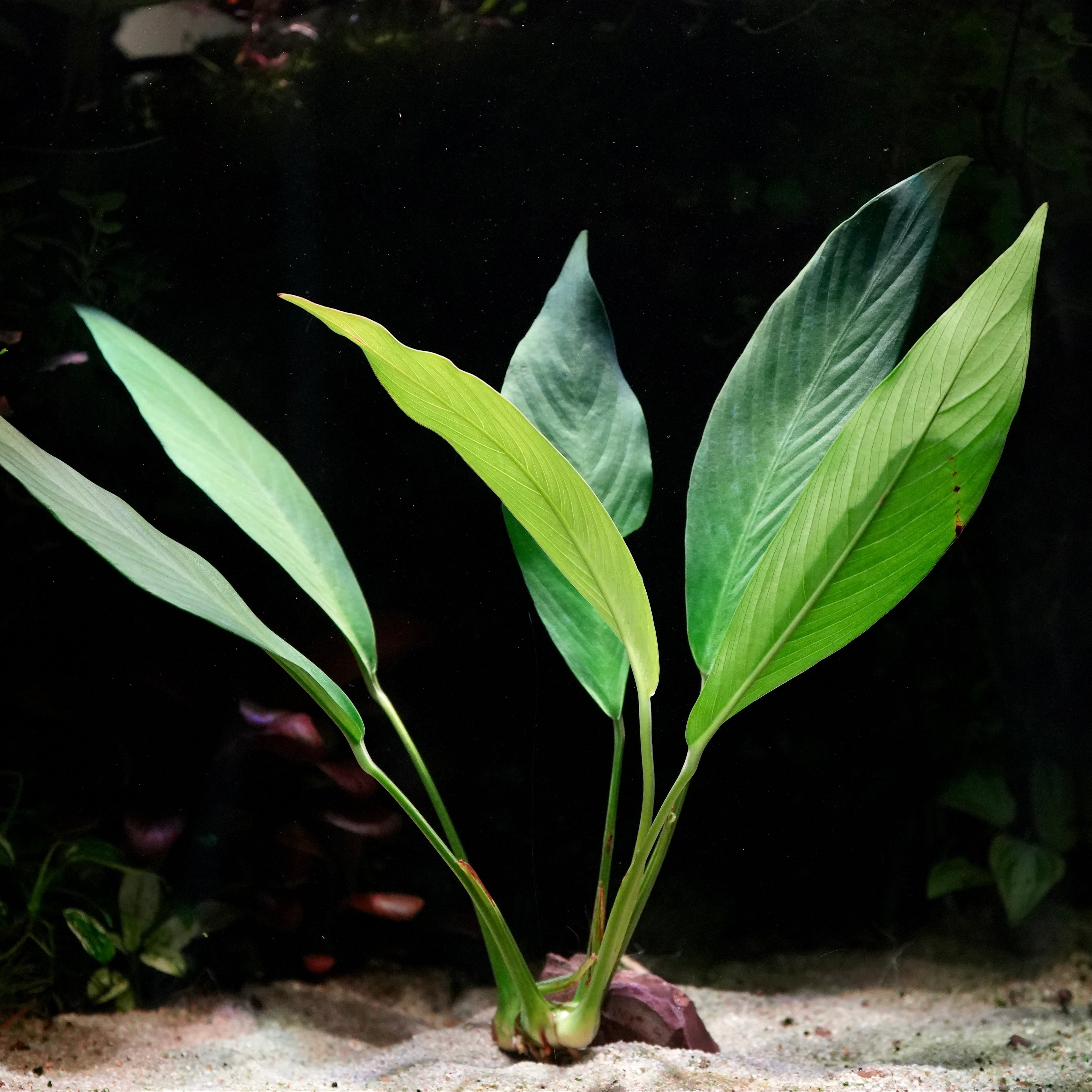 Large green anubias afzelii large aquarium plant on a dark background