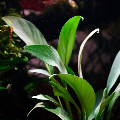 Close-up of narrow leafed anubias angustifolia aquarium epiphyte plant