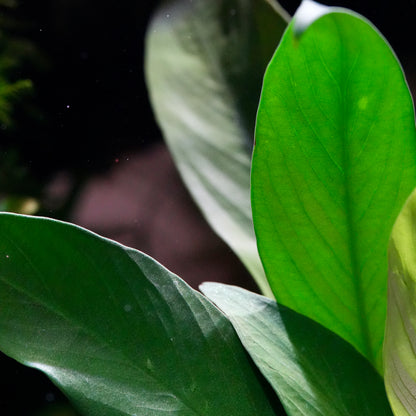 Macro shot of anubias angustifolia aquarium epiphyte plant leaf