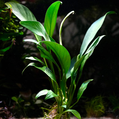 Large green anubias angustifolia aquarium epiphyte plant in sand