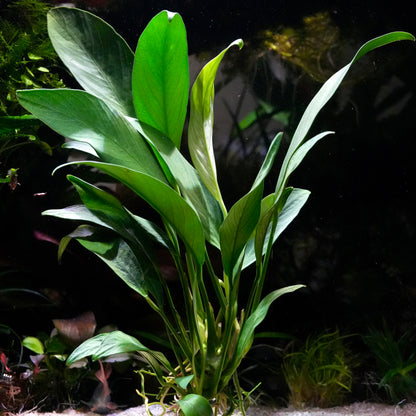 Spear shaped leaf anubias angustifolia aquarium epiphyte plant in an aquarium setting with a dark background