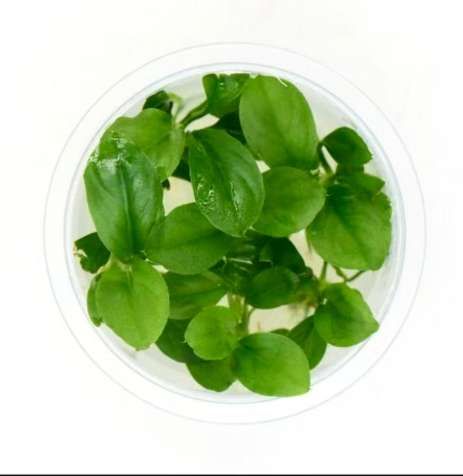 Tissue culture of anubias angustifolia aquarium epiphyte plant