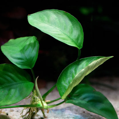 Close-up of green leaves of anubias barteri broad leaf aquarium plant