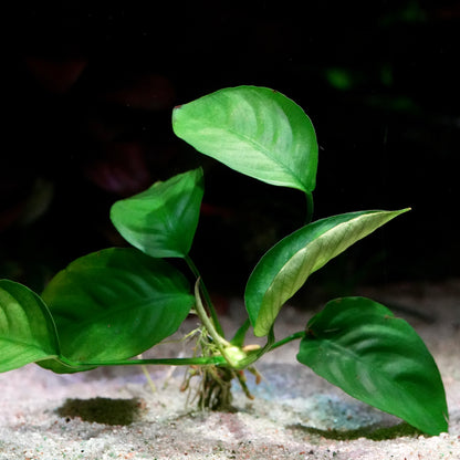 Green leafy anubias barteri broad leaf aquarium plant in sand