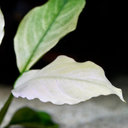Macro shot of a white leaf of anubias barteri broad white aquarium plant 