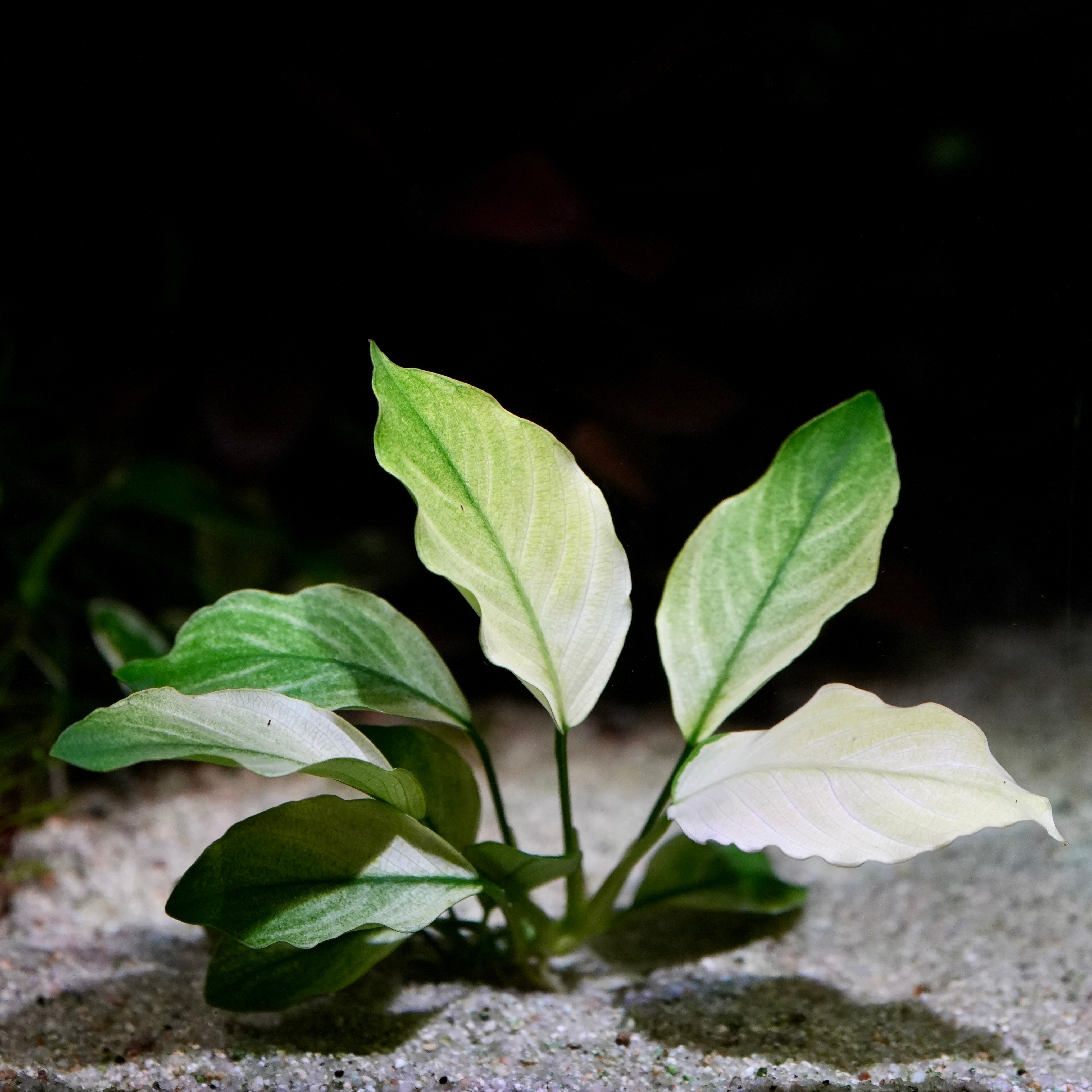 Green and white leaved anubias barteri broad white aquarium plant 
