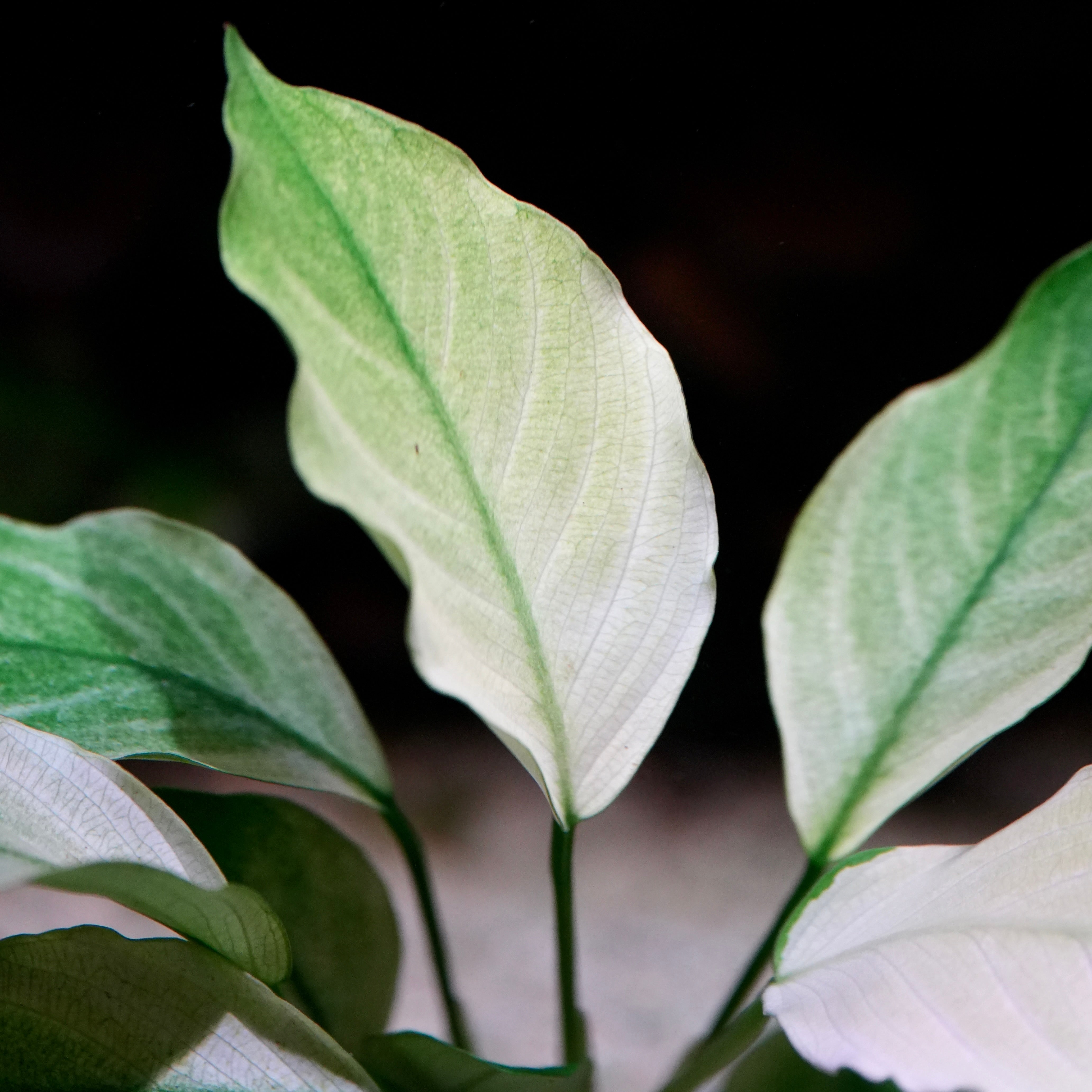Zoom of anubias barteri broad white aquarium plant leaves