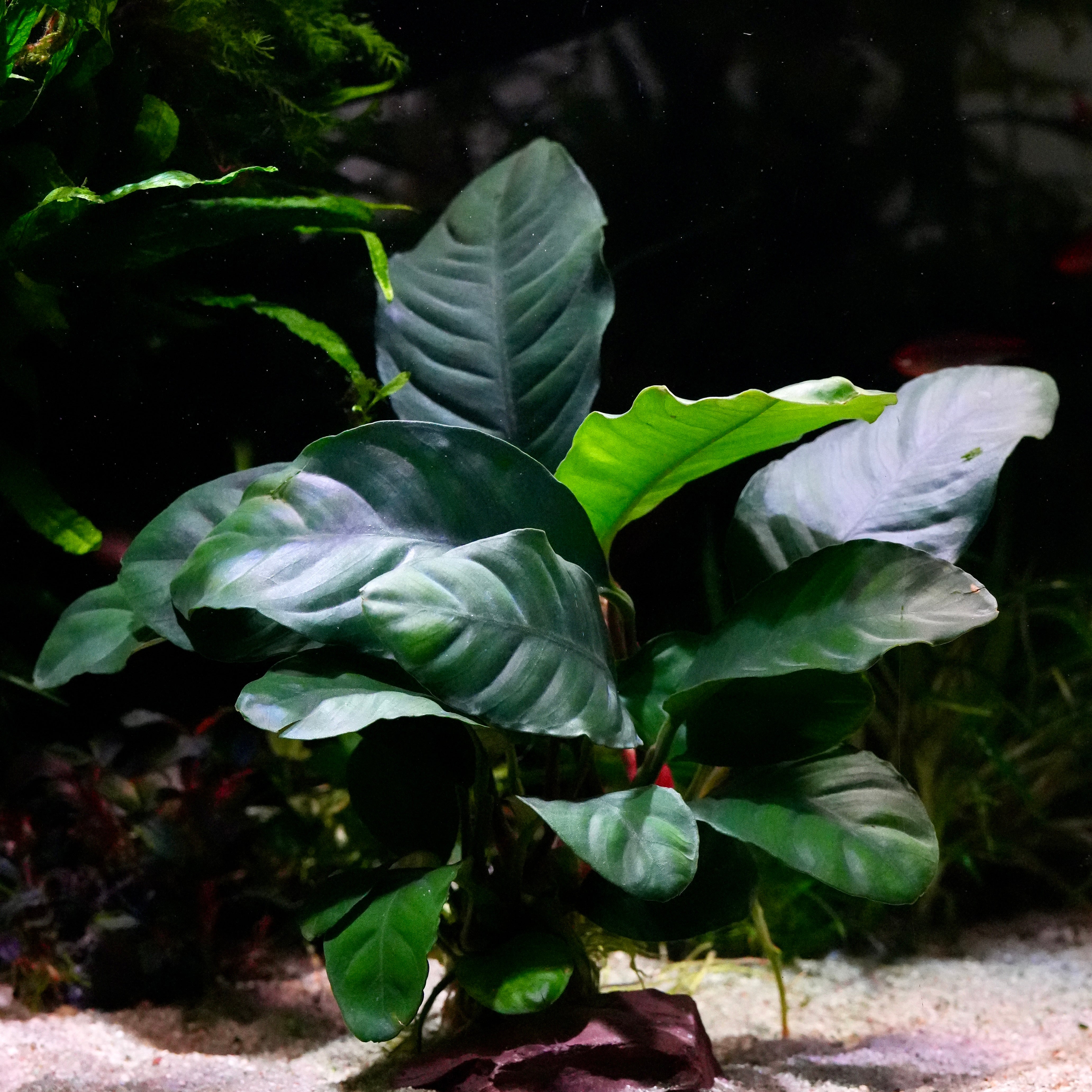 Green leafy anubias barteri coffeifolia coffeefolia aquarium plant in aquascape