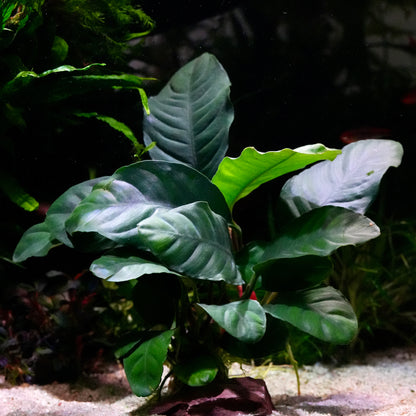 Green leafy anubias barteri coffeifolia coffeefolia aquarium plant in aquascape