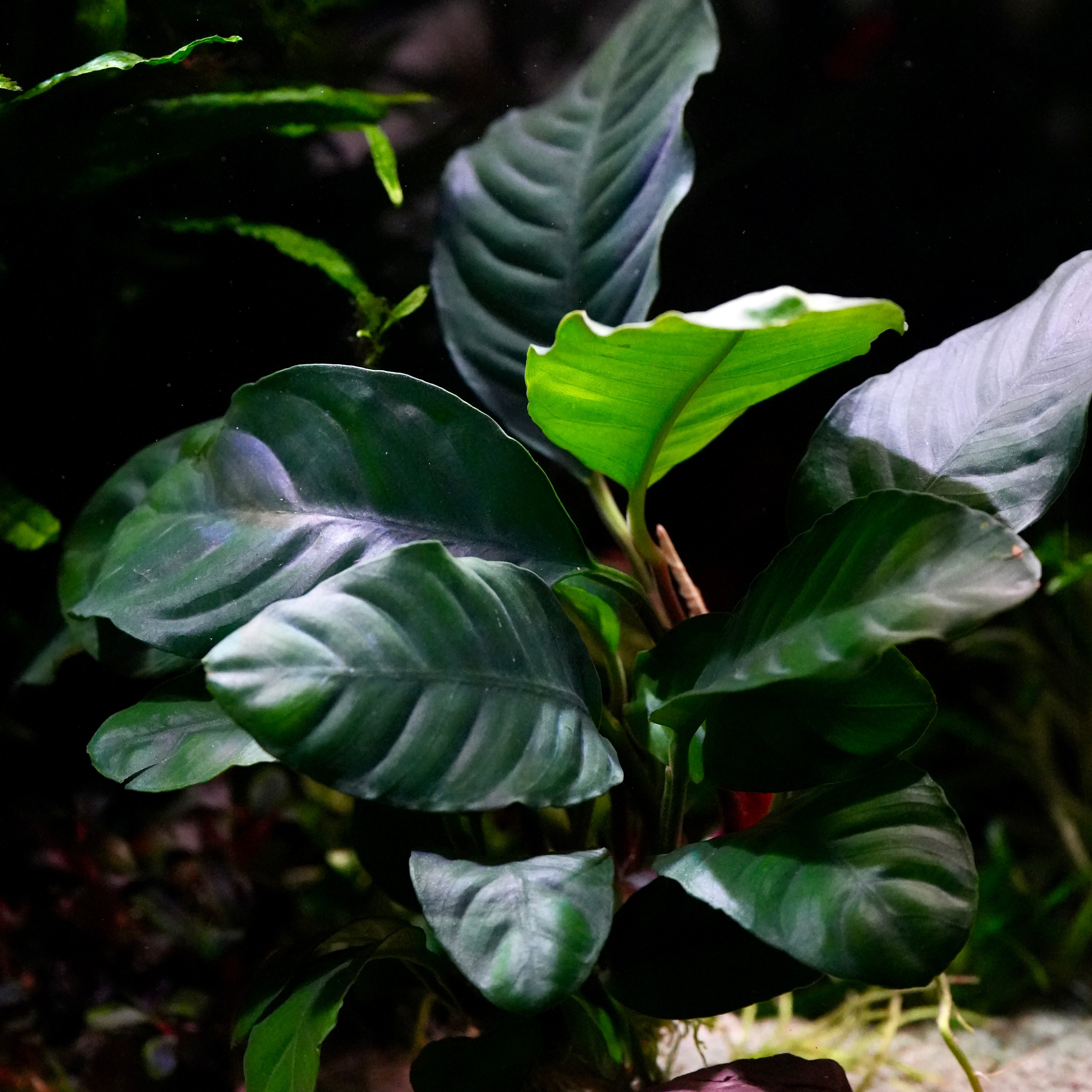 Close-up of a green leafy anubias barteri coffeifolia coffeefolia aquarium plant