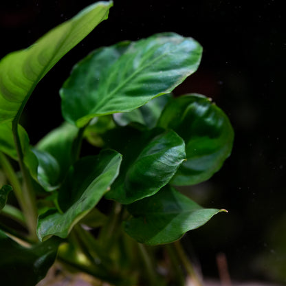 Close-up of green anubias barteri coin leaf aquarium epiphyte plant leaves against a dark background
