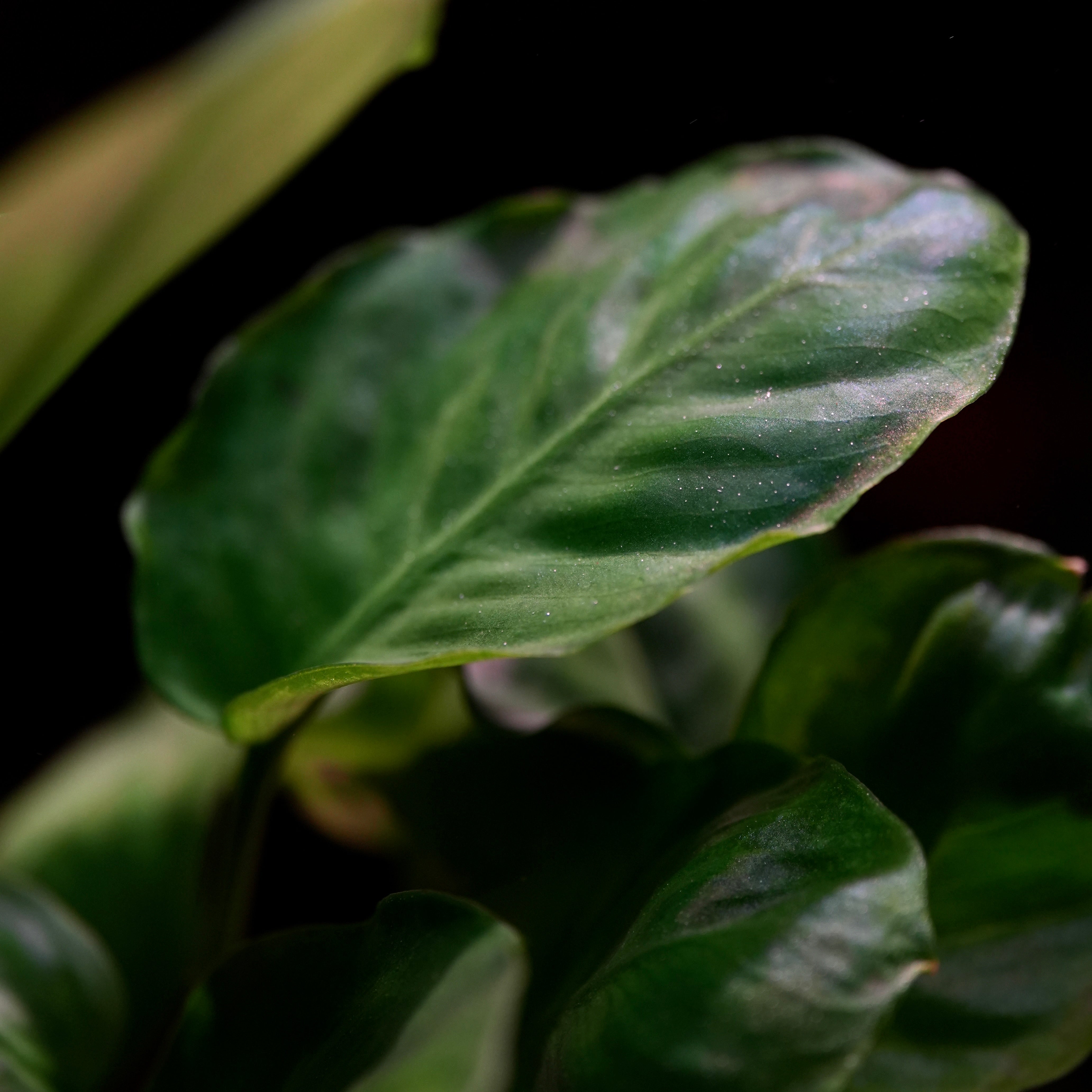 Macro shot of round leaf from anubias barteri coin leaf aquarium epiphyte plant 