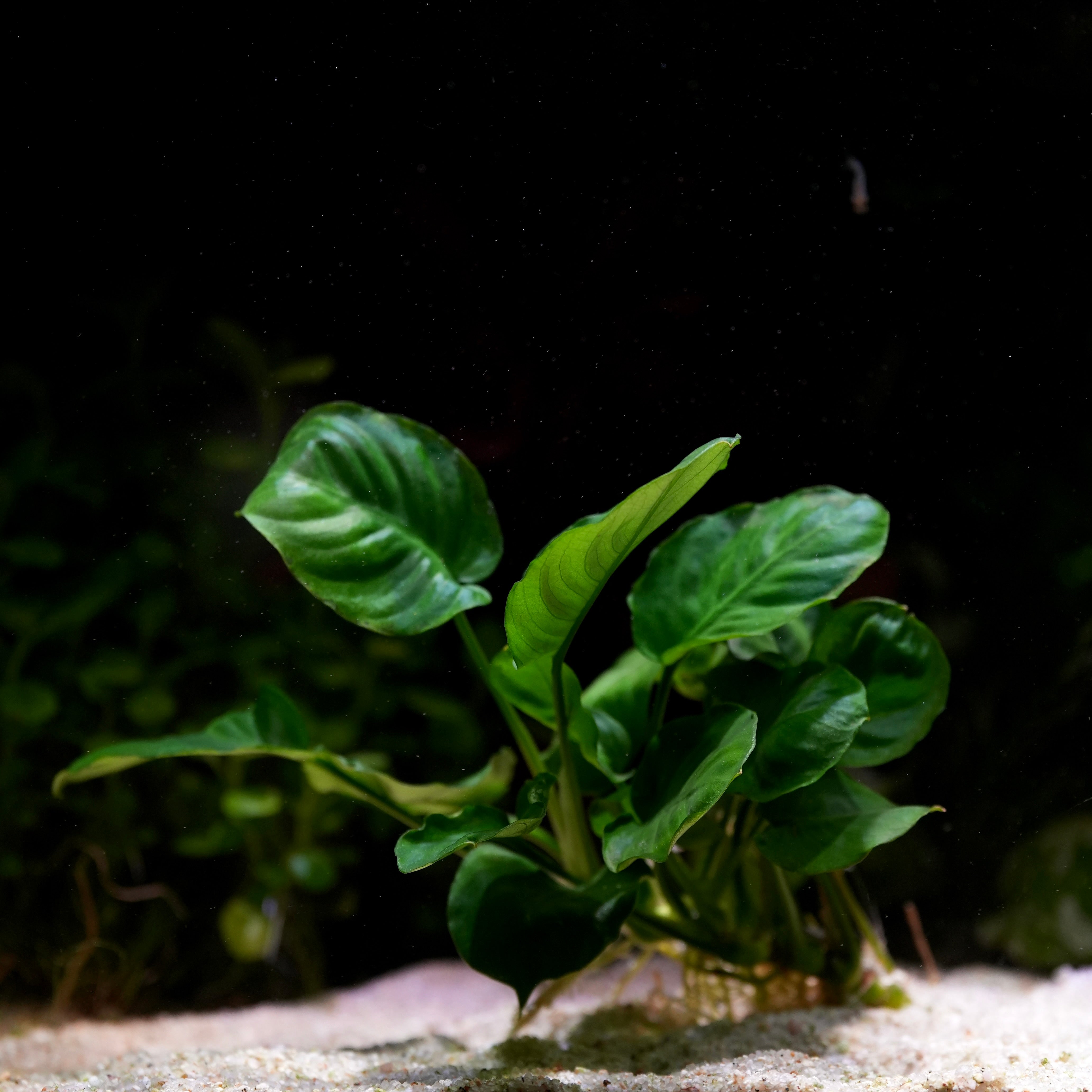 Green anubias barteri coin leaf aquarium epiphyte plant on a dark background