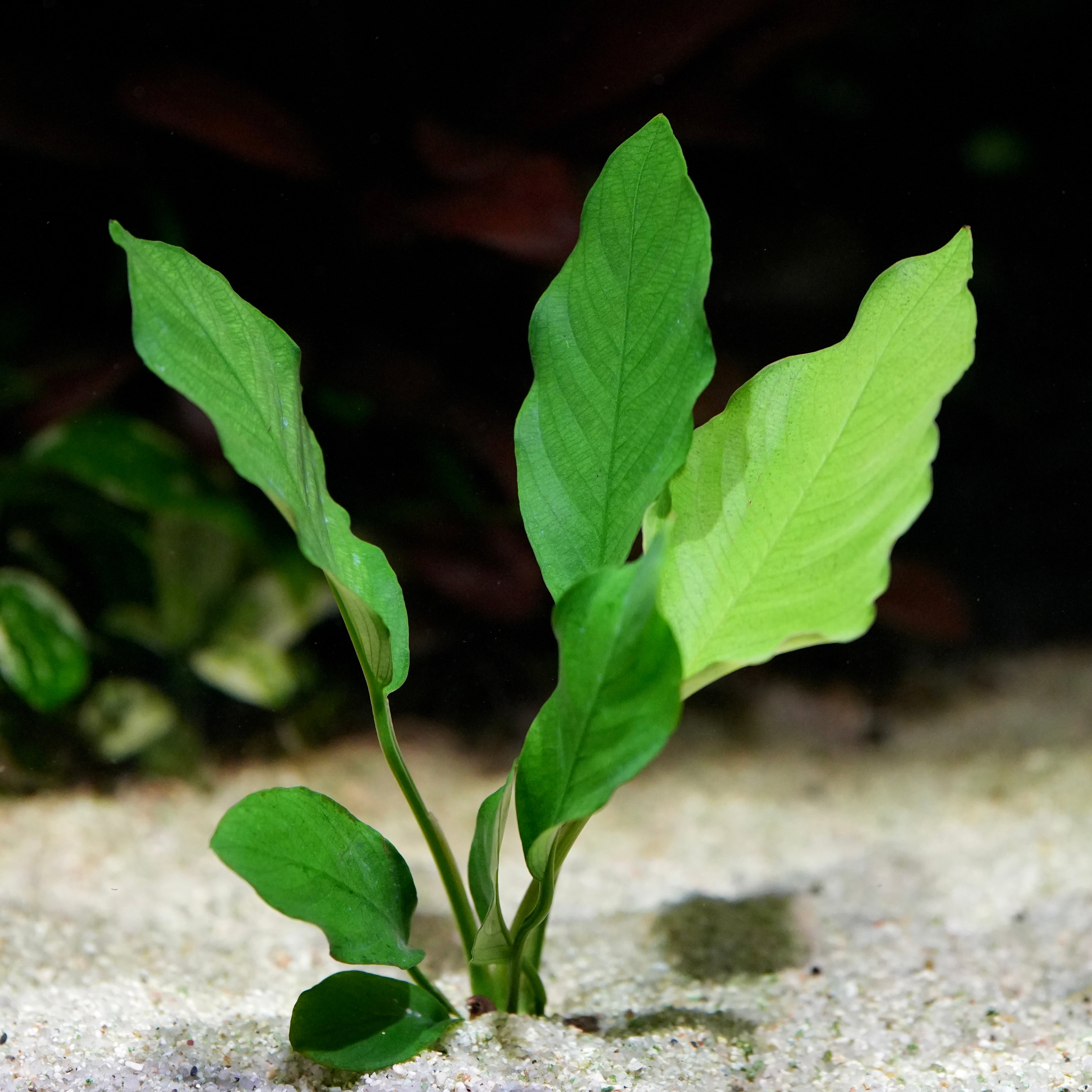 Green leafy anubias barteri crispus aquarium plant growing in sand with a blurred natural background