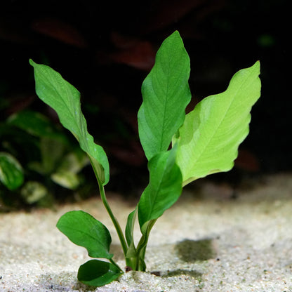 Green leafy anubias barteri crispus aquarium plant growing in sand with a blurred natural background