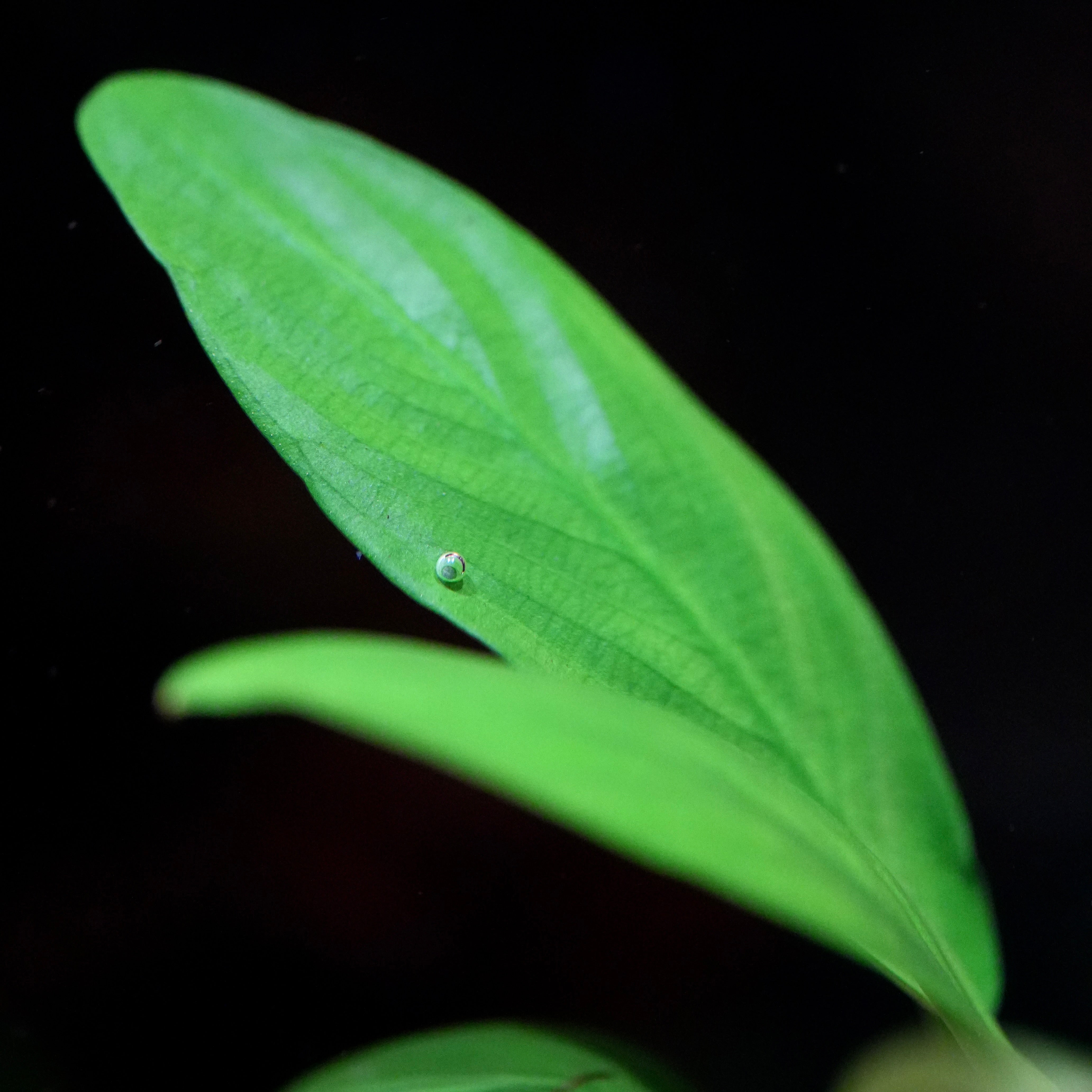 Macro shot of green leaf of anubias barteri glabra aquatic plant with a black background
