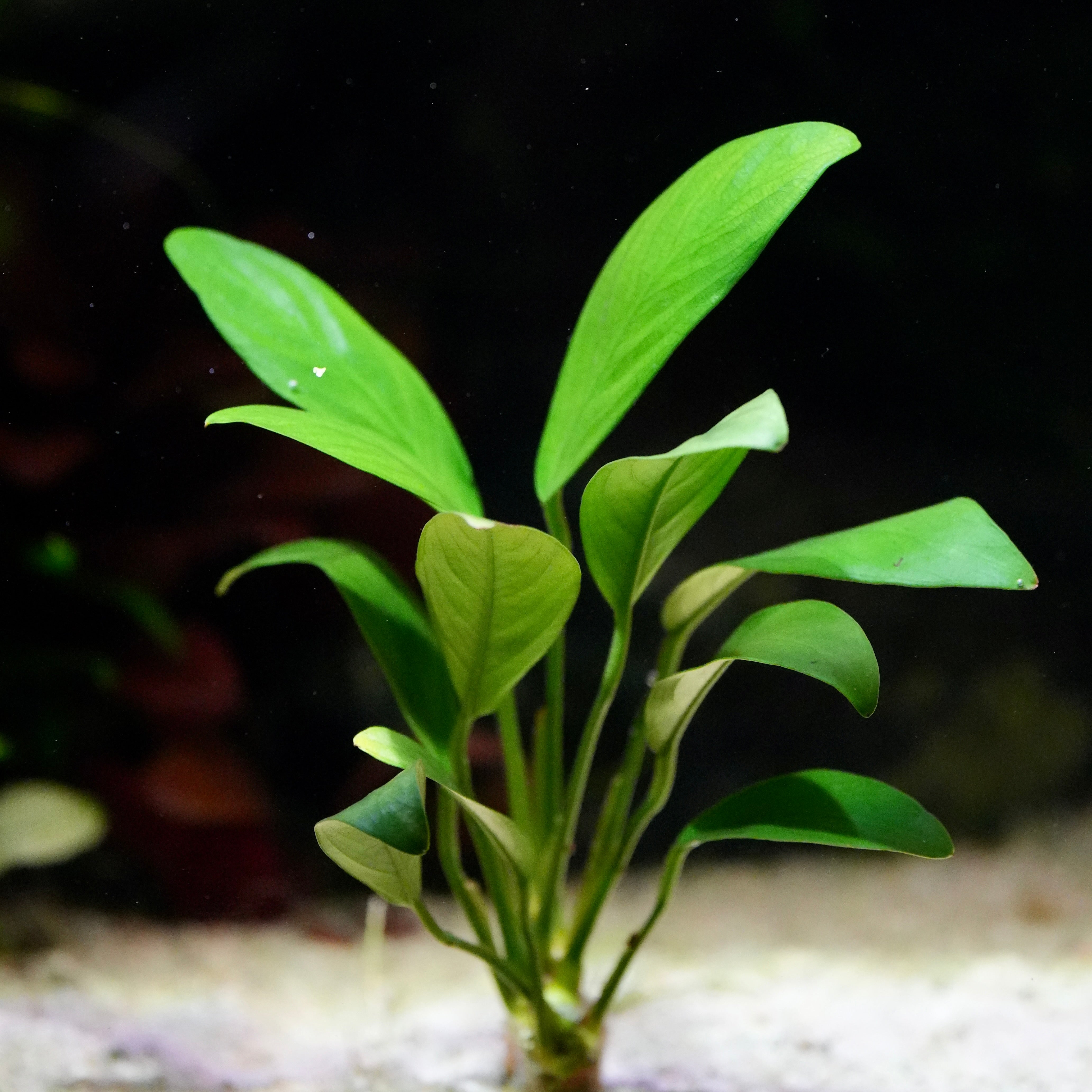 Green anubias barteri glabra aquatic plant in an aquarium setting with sandy substrate