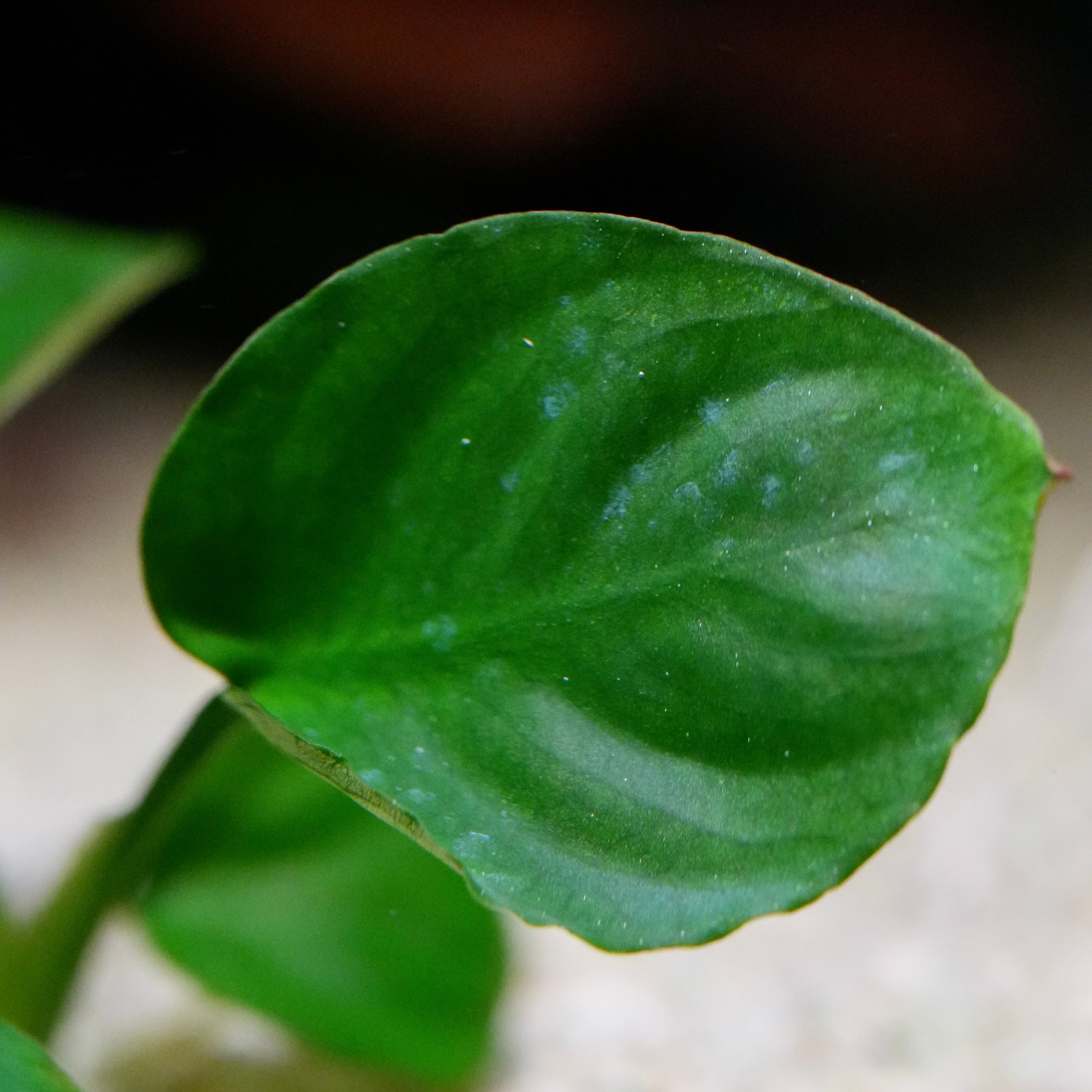 Macro of anubias barteri golden coin aquarium plant leaf