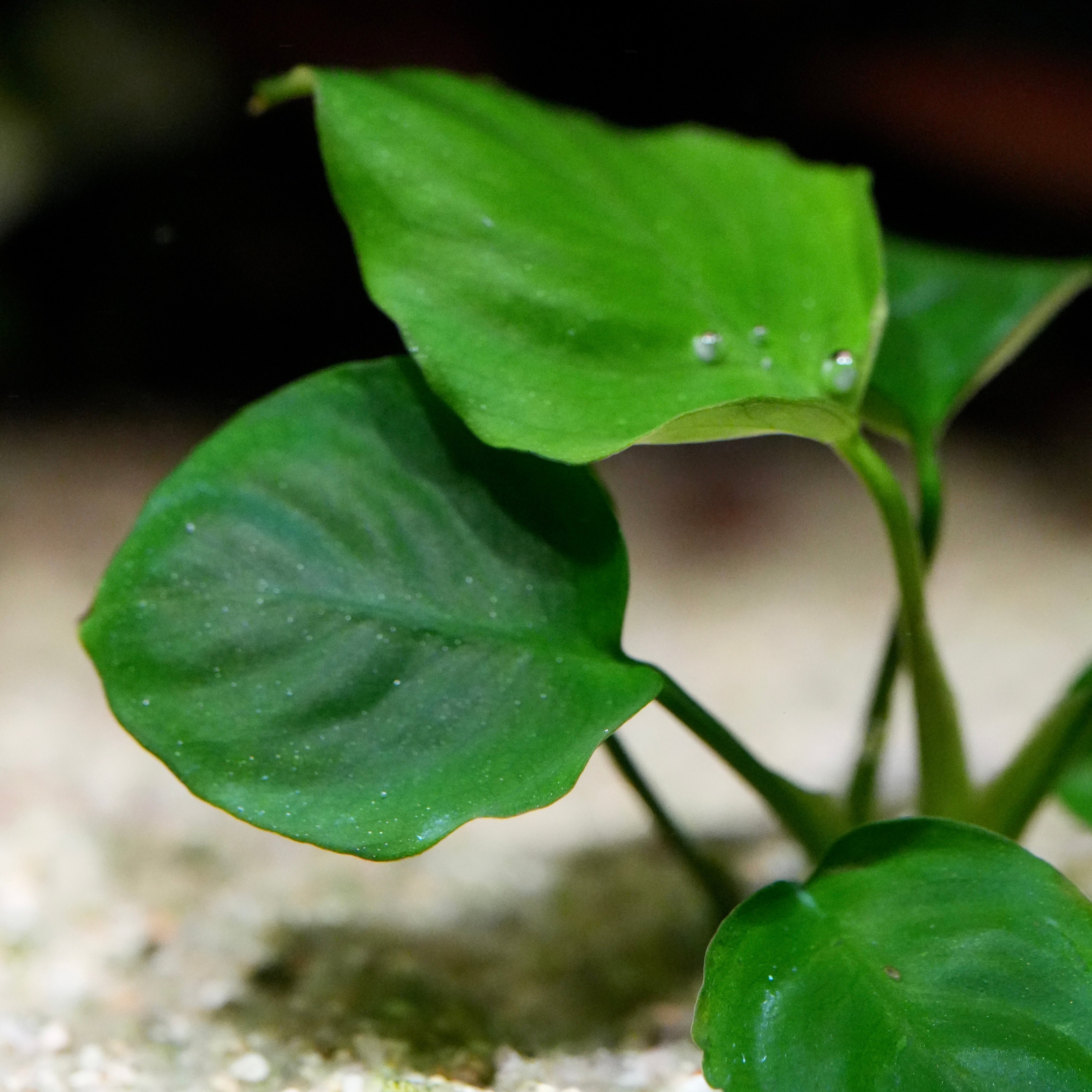 Side of anubias barteri golden coin aquarium plant 