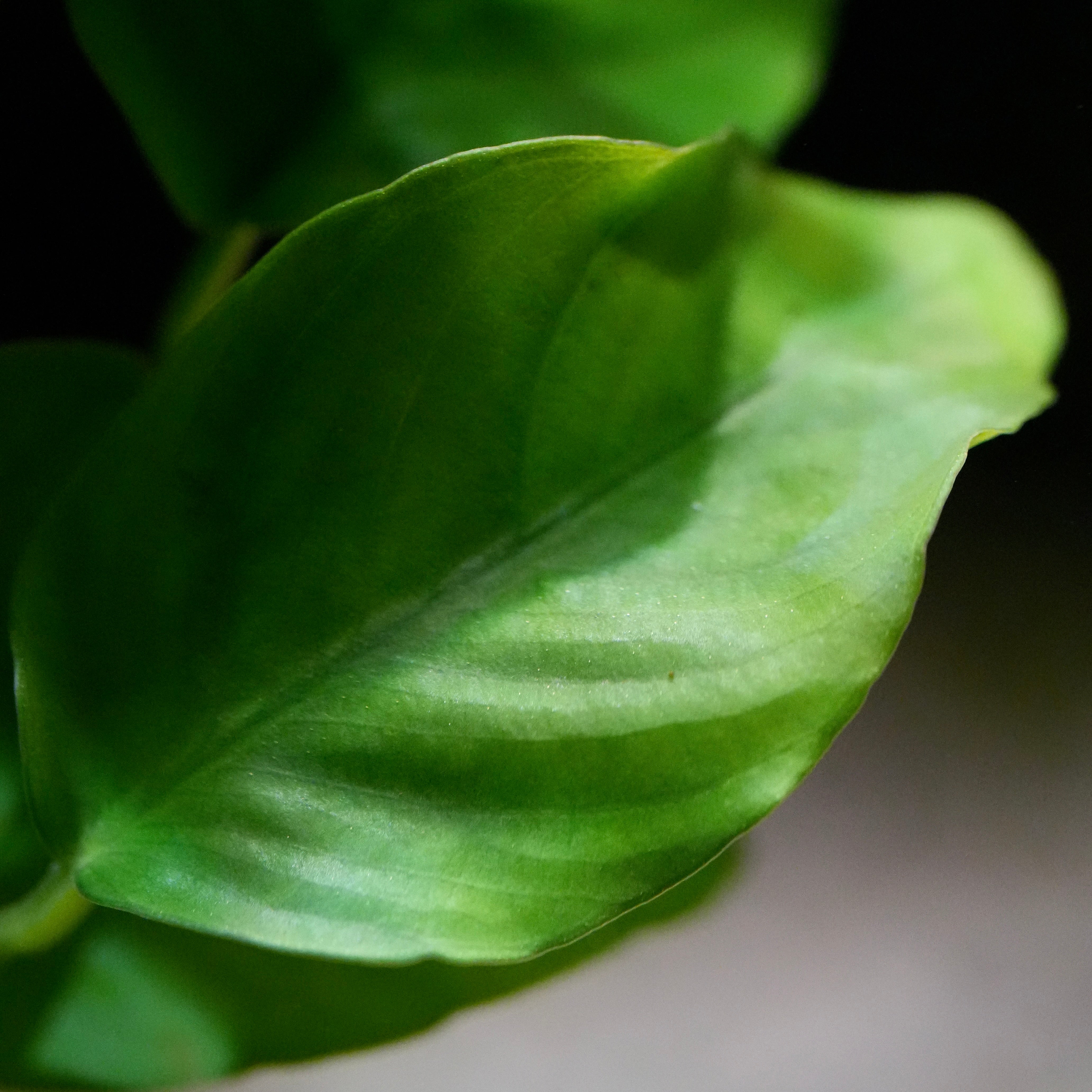 Close-up of a green anubias barteri leaf with a blurred background