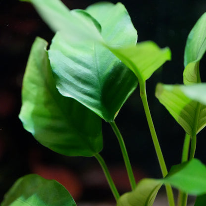 Bunch of green leaves anubias barteri var barteri with a dark background