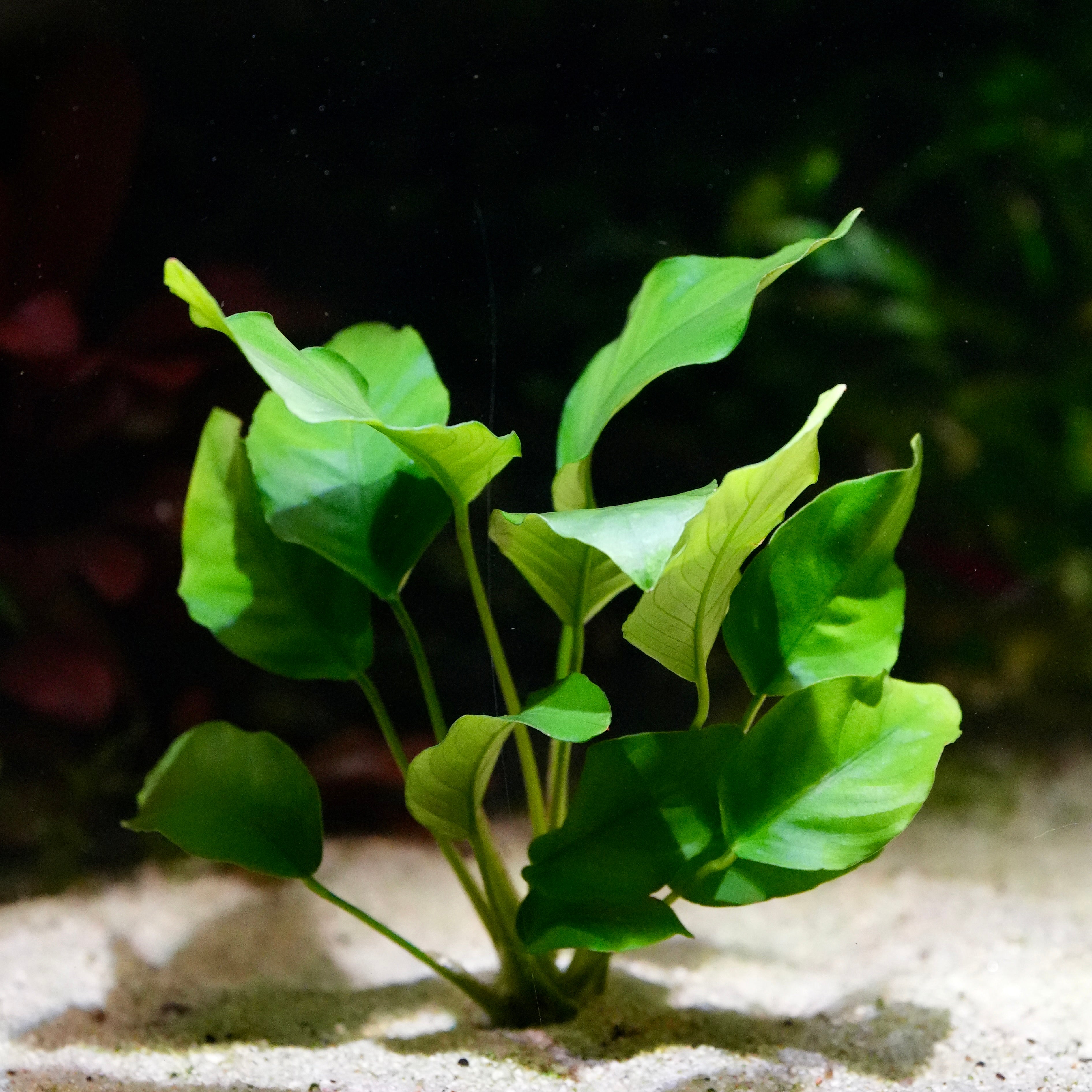 Green anubias barteri var. barteri aquatic plant with large leaves on a sandy substrate