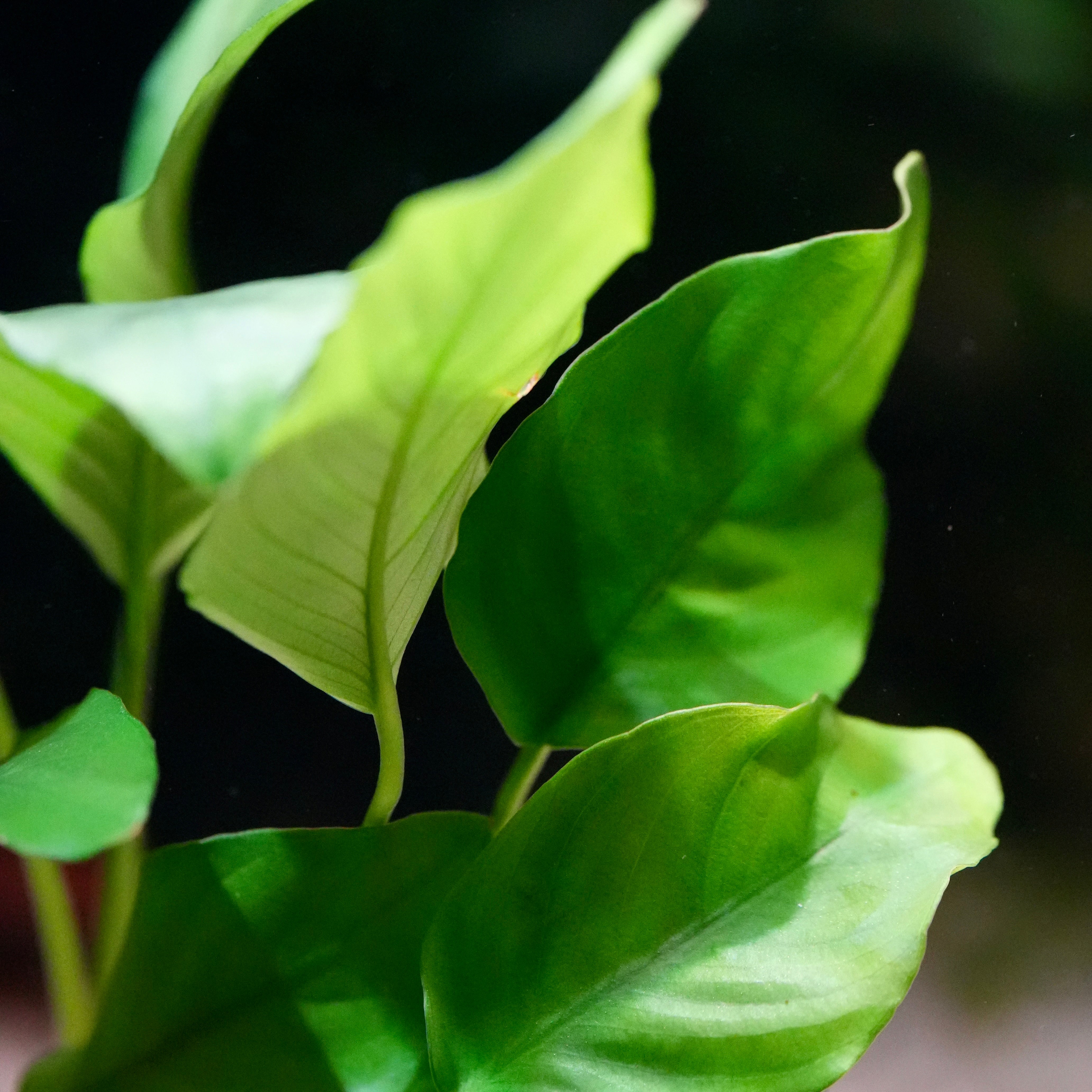 side profile of anubias barteri green aquatic plant