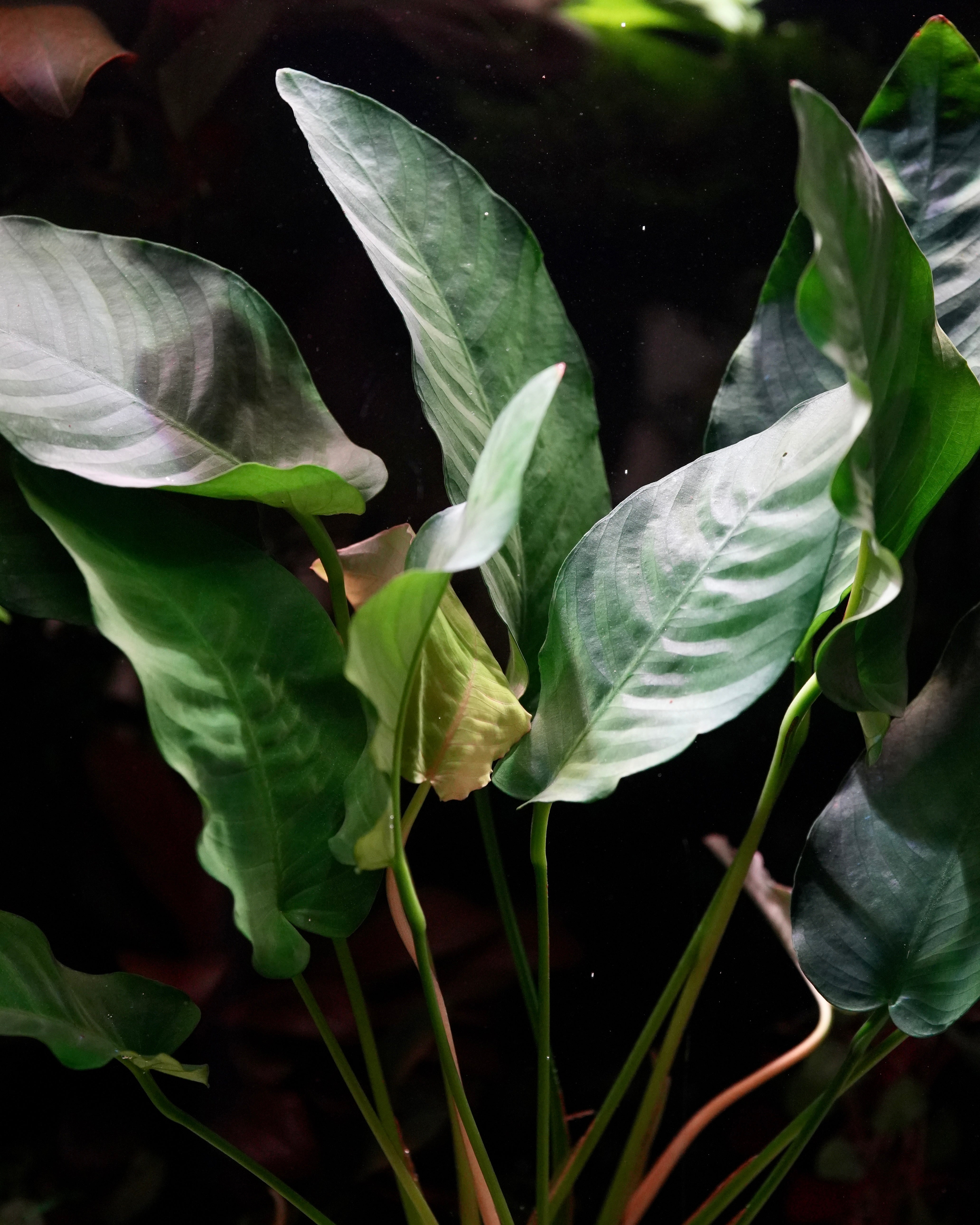 Close-up of bunch of green leaves from anubias barteri var barteri aquarium mother plant 