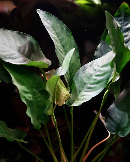Close-up of bunch of green leaves from anubias barteri var barteri aquarium mother plant 