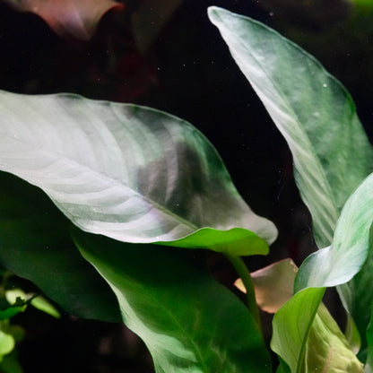 Macro shot of anubias barteri var barteri aquarium mother plant leaf