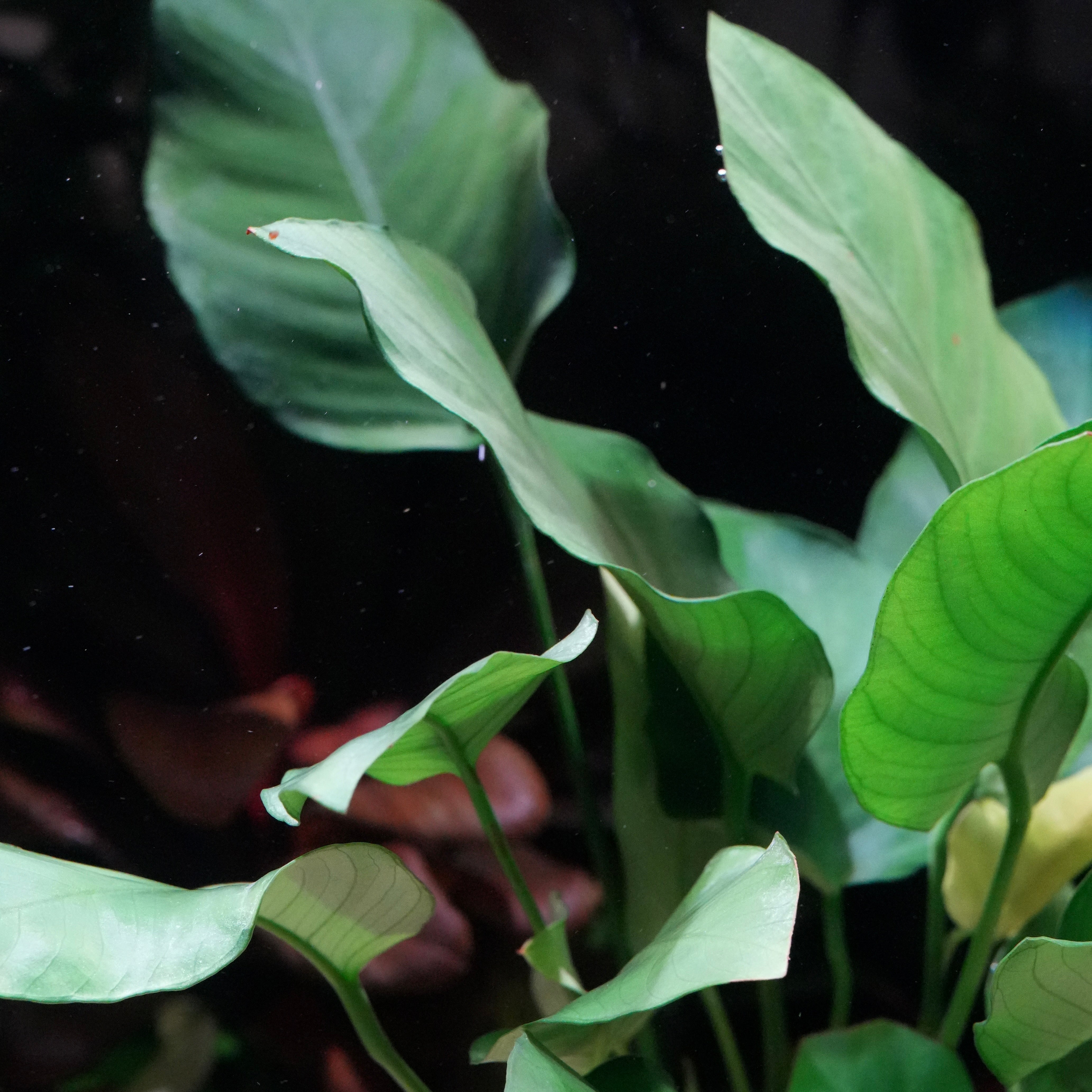 Bunch of leaves anubias barteri var nana mother plant aquarium 