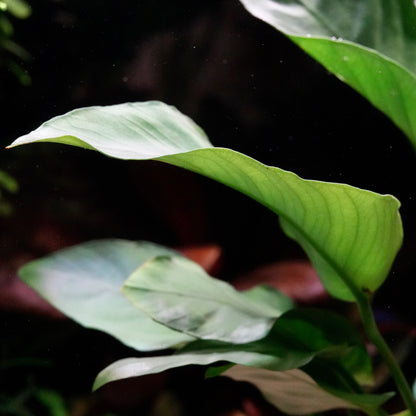 Close-up of green leaves anubias barteri var nana mother plant aquarium 