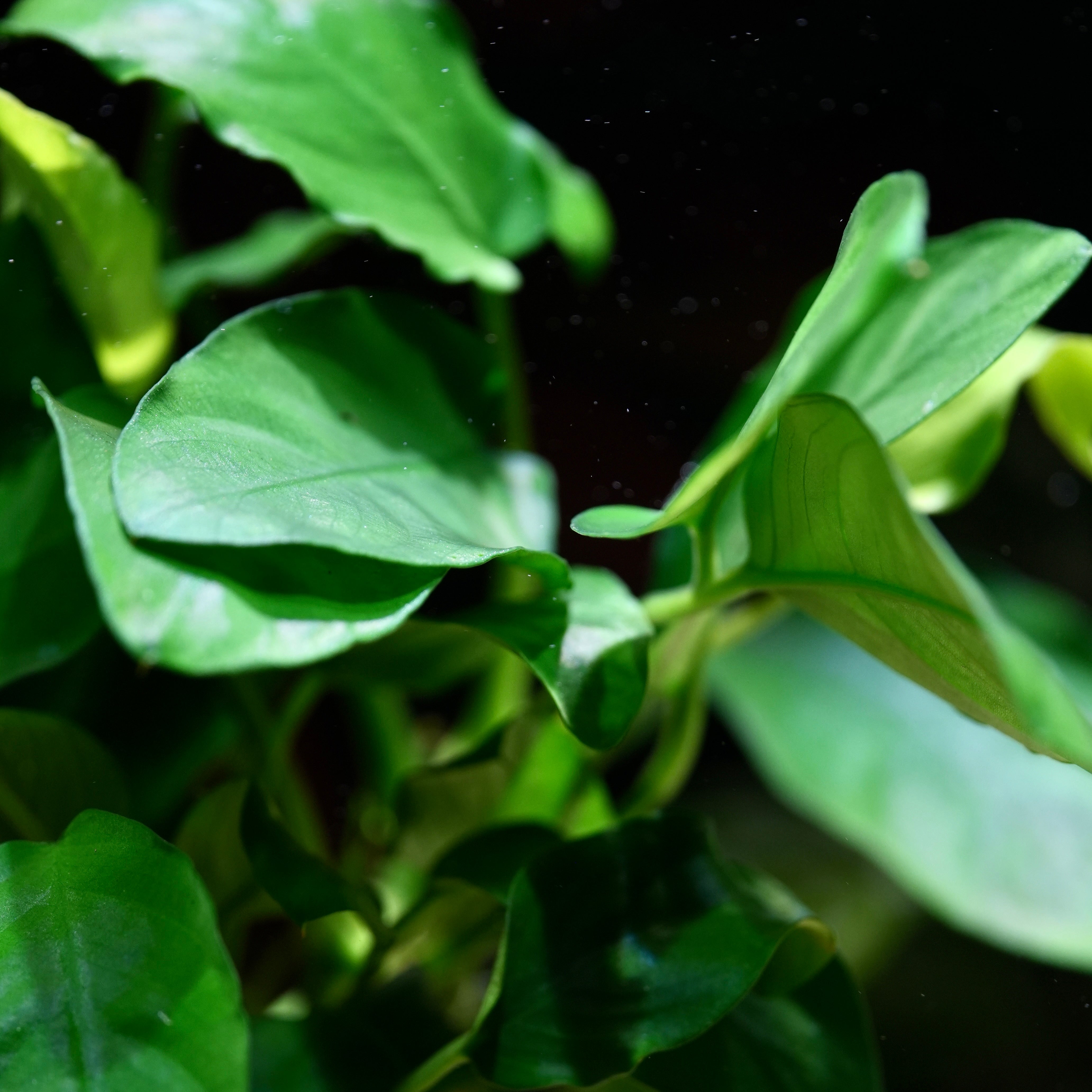 Bunch of leaves of anubias barteri var nana plant aquarium 