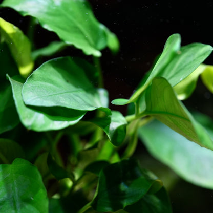 Bunch of leaves of anubias barteri var nana plant aquarium 
