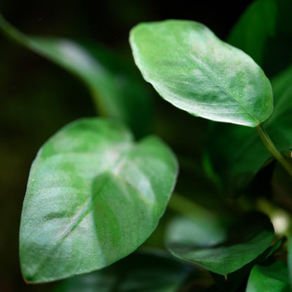 Macro shot of anubias barteri var nana plant aquarium 