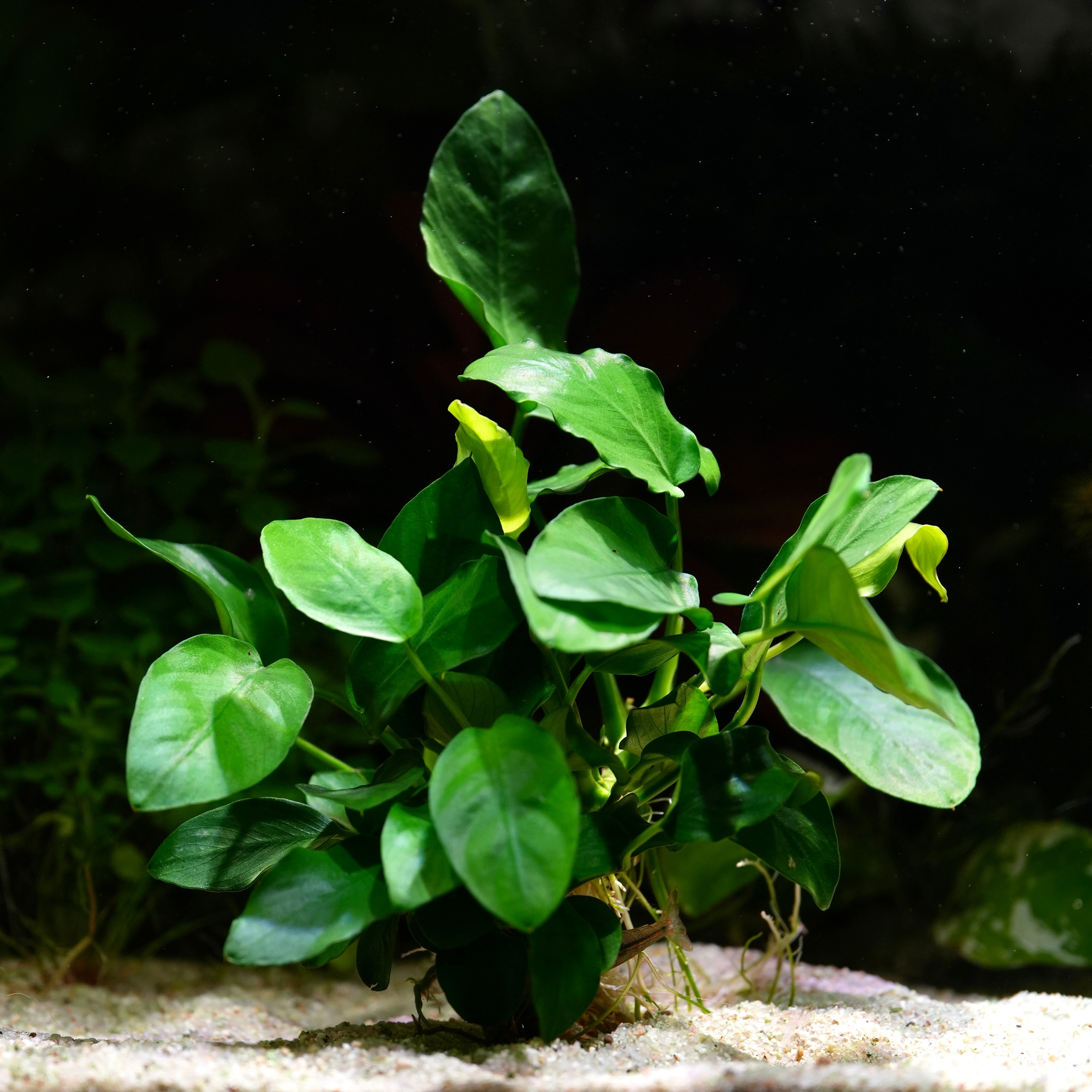 Green leafy anubias barteri var nana plant aquarium in sand