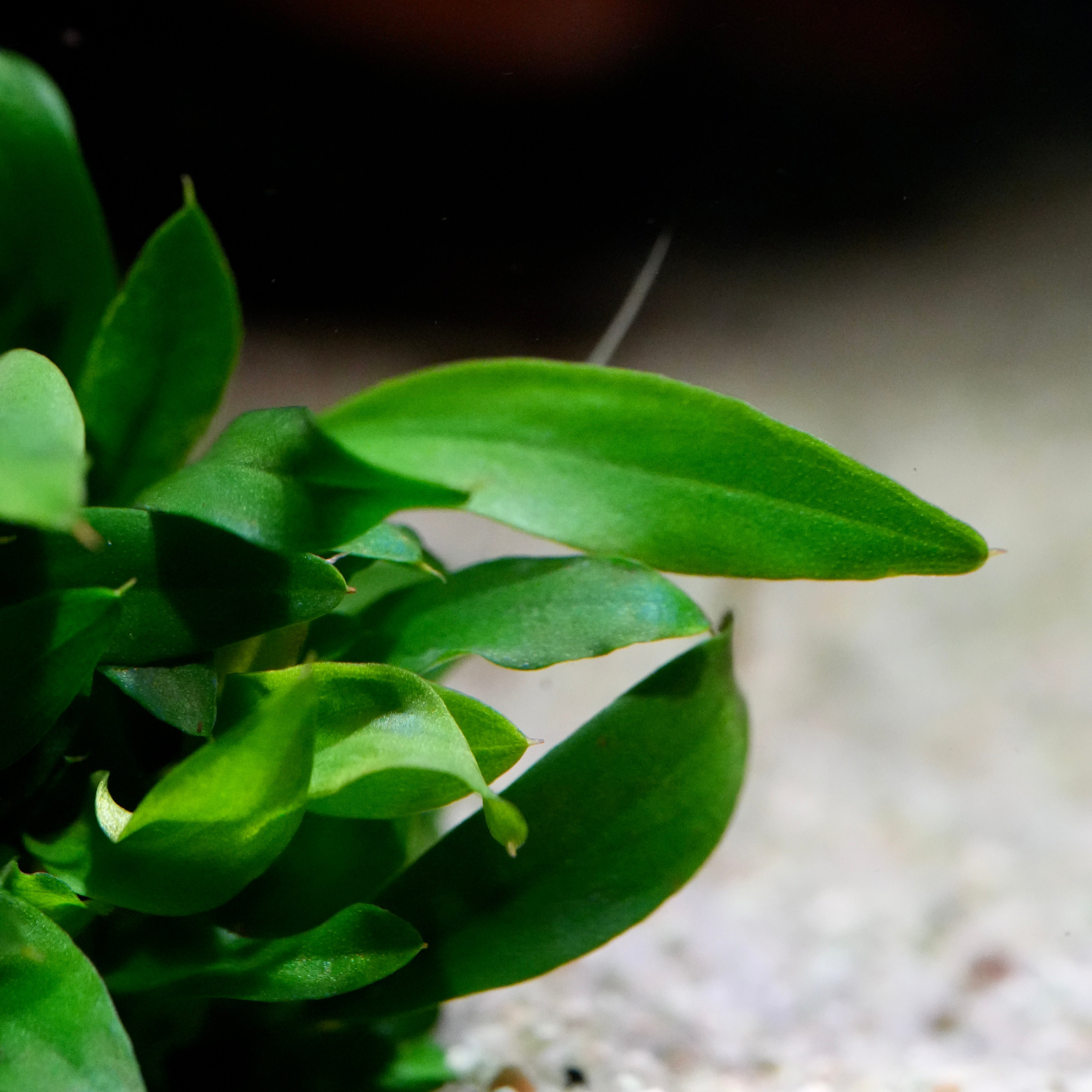 Macro shot of anubias chili jalapeno rare aquarium plant leaf
