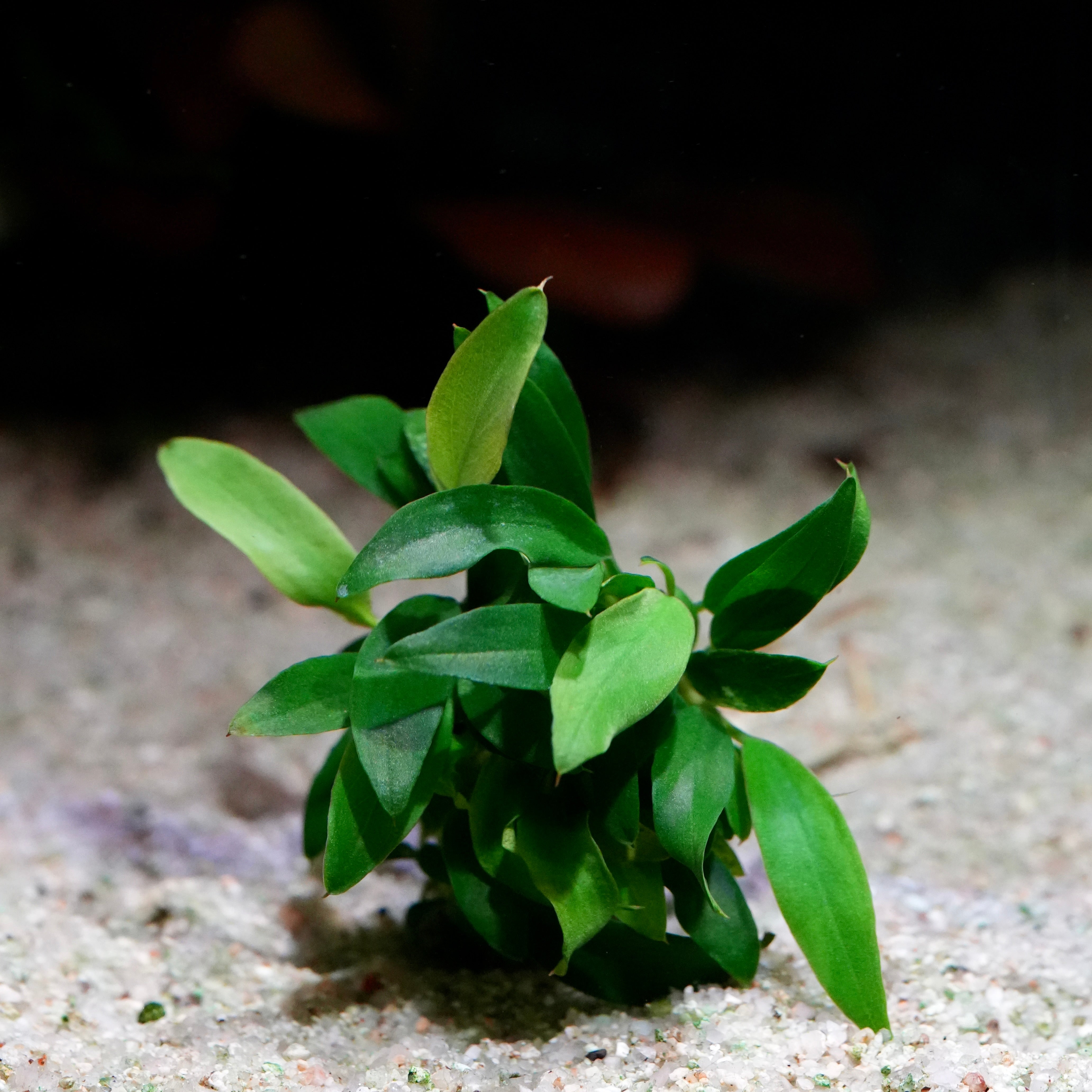 Green anubias chili jalapeno rare aquarium plant on a sandy substrate