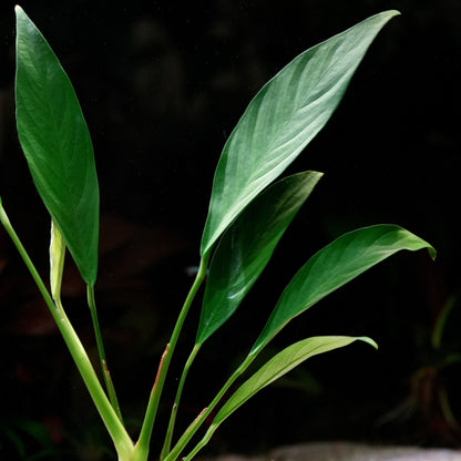 Close-up of green anubias congensis aquarium plant against a dark background