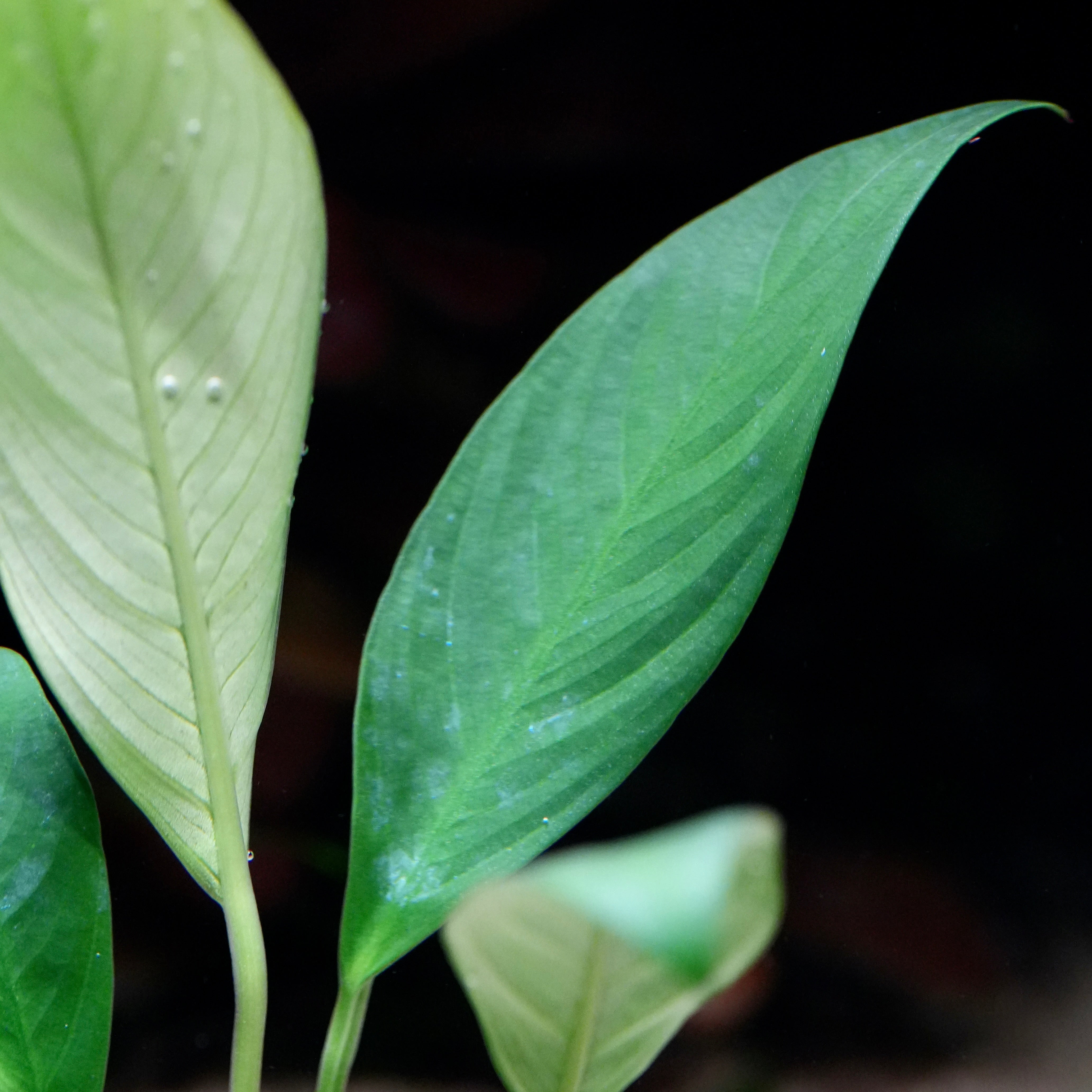 Macro shot of anubias congensis aquarium plant leaf