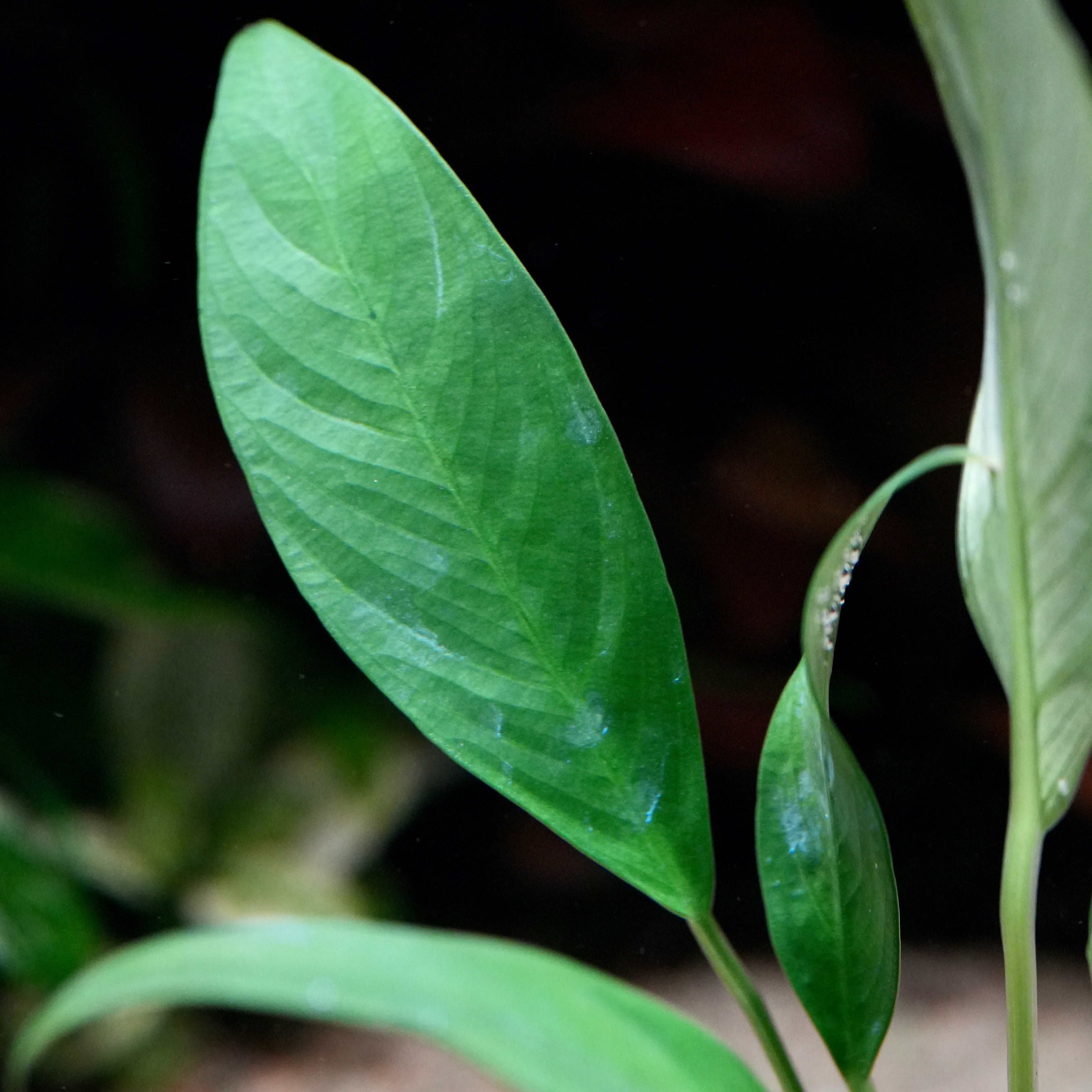 Close-up of green leaves of anubias congensis aquarium plant with a dark background