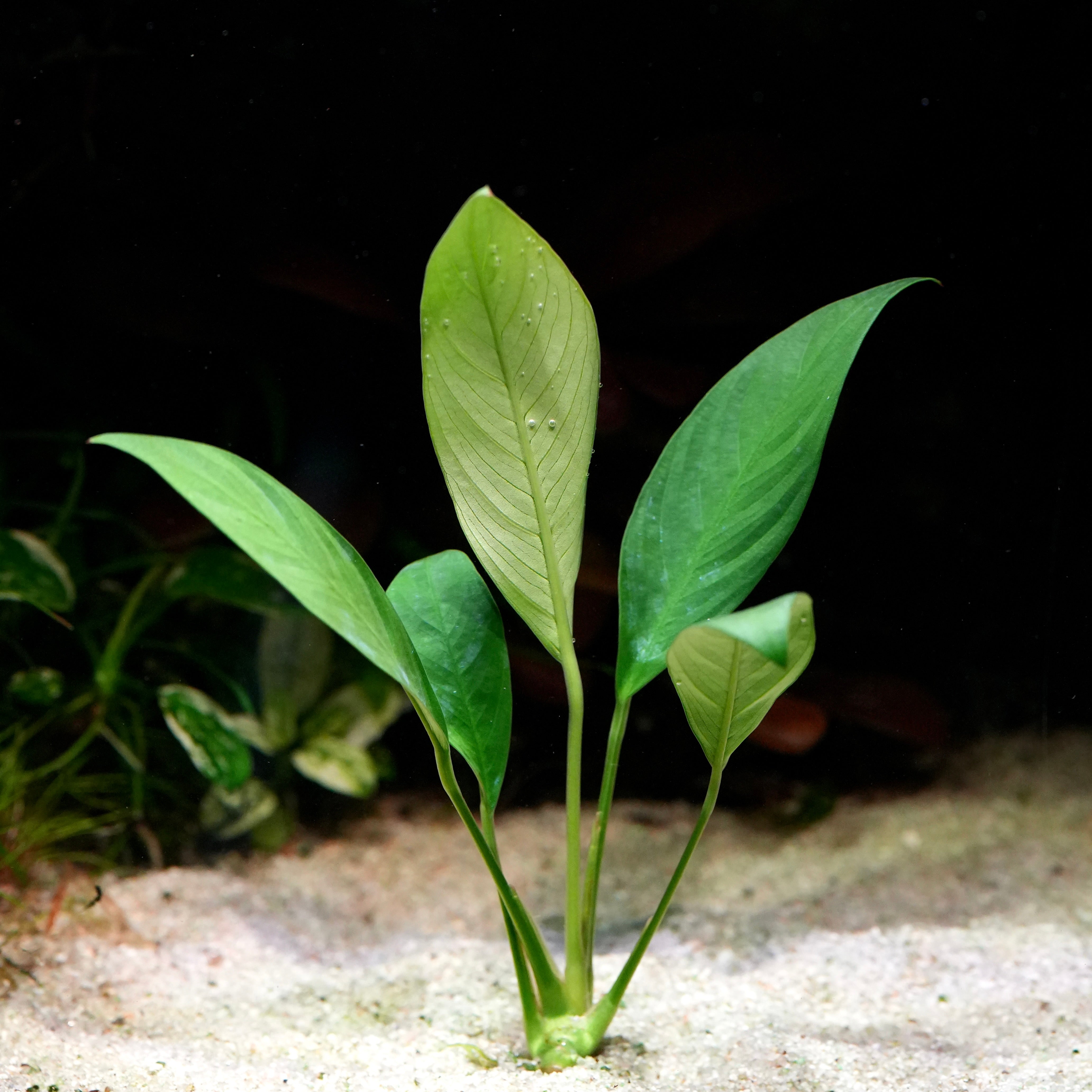 Green anubias congensis aquarium plant in sand