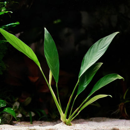 Green leafy anubias congensis aquarium plant in an aquarium setting with a dark background