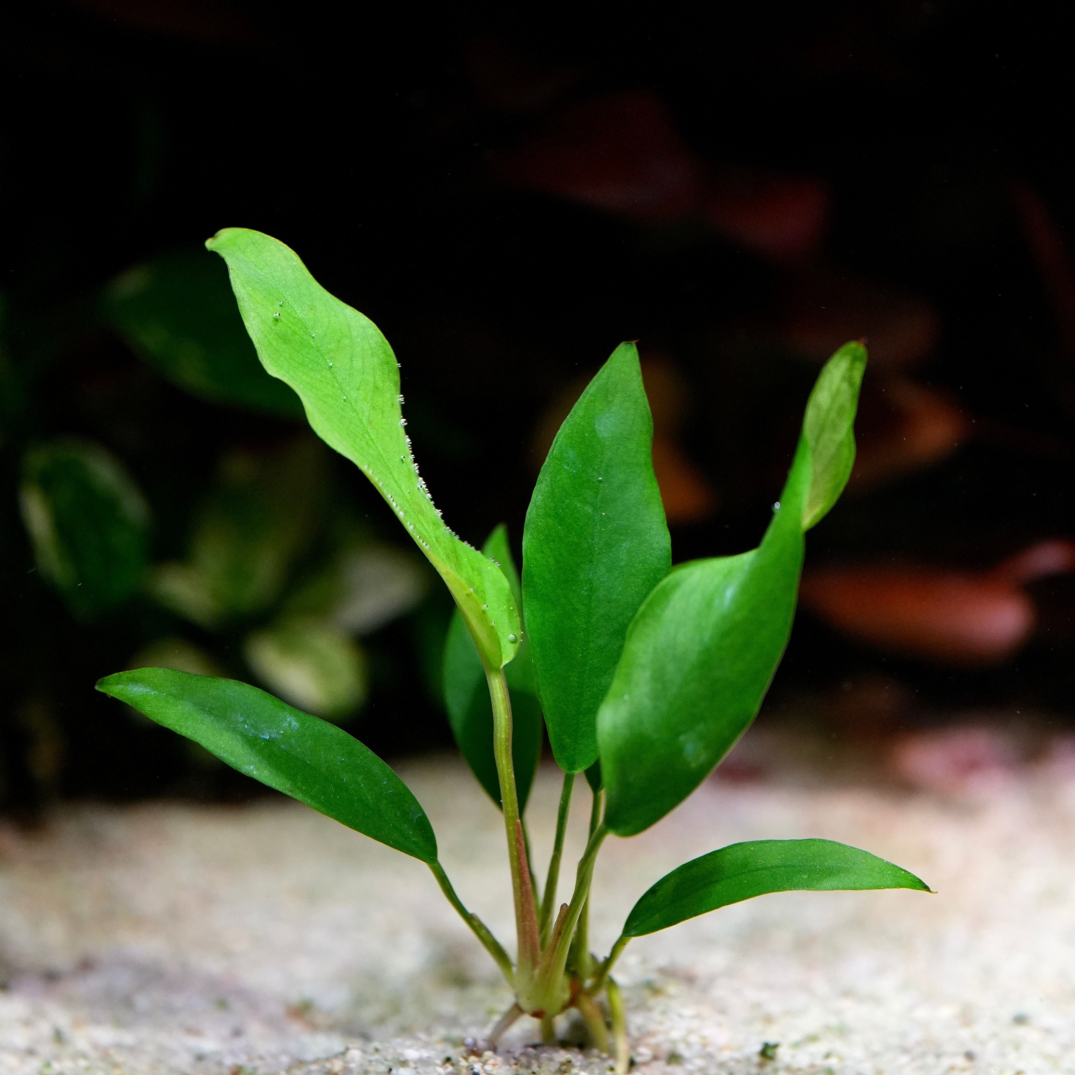 Small green plant with leaves anubias congensis mini aquarium plant in situ